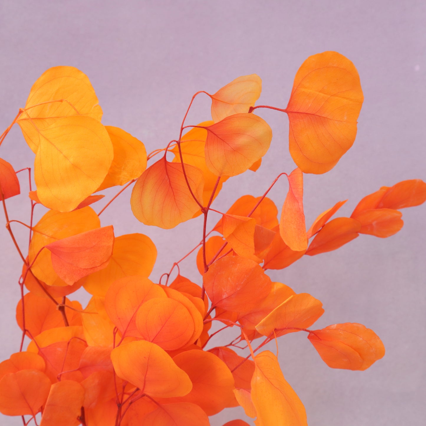 Poly Gum Orange