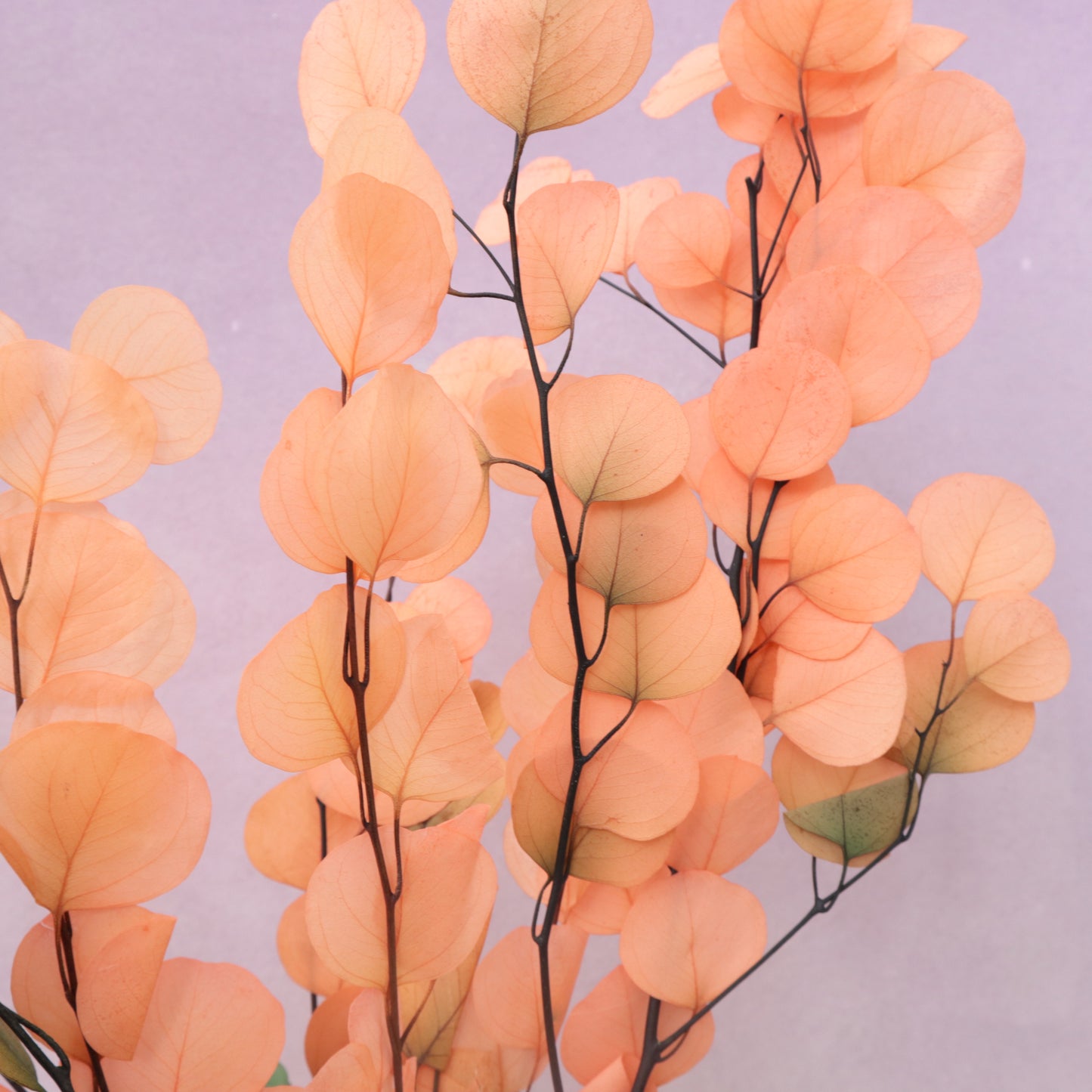 Poly Gum Ombré Peach