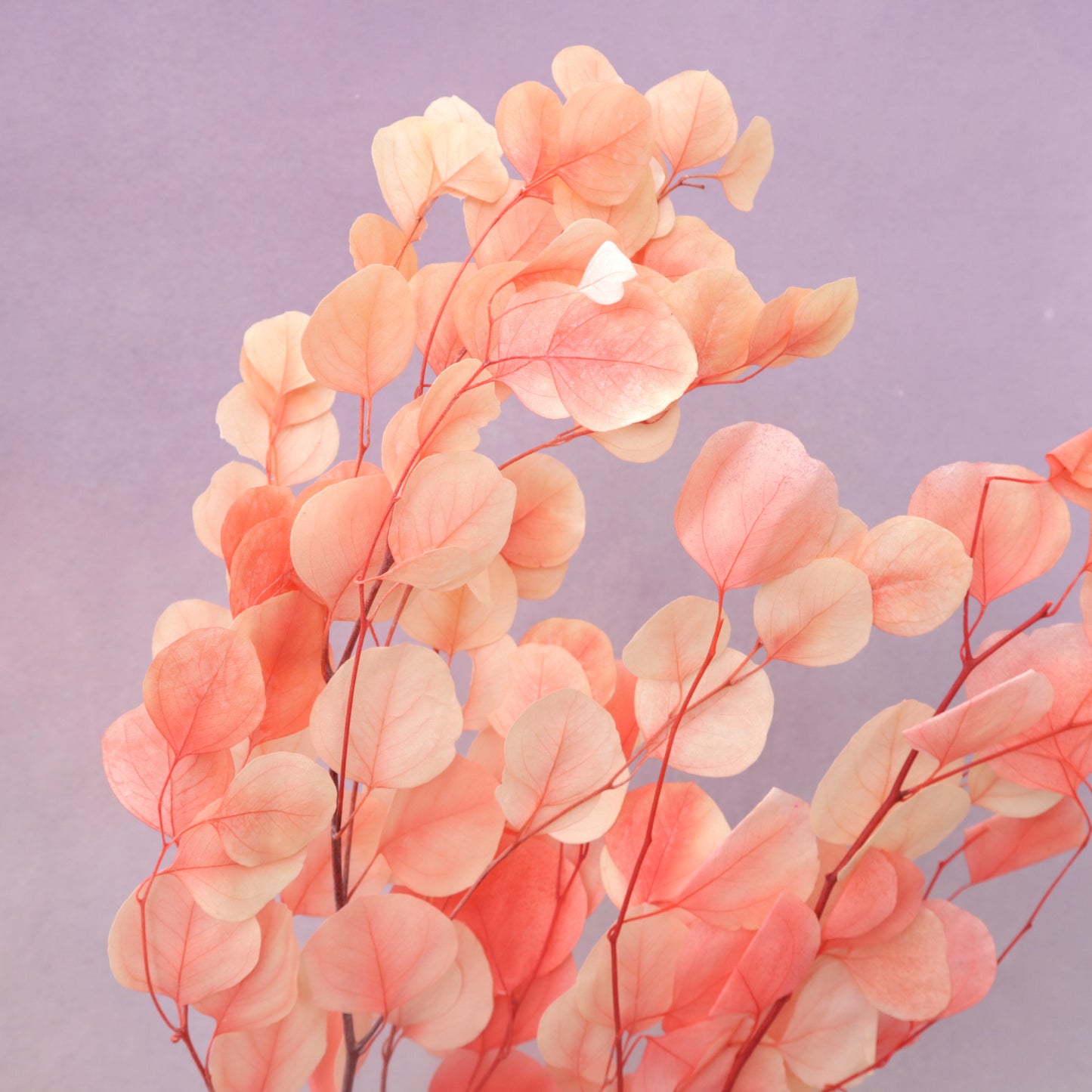 Poly Gum Ombré Pink