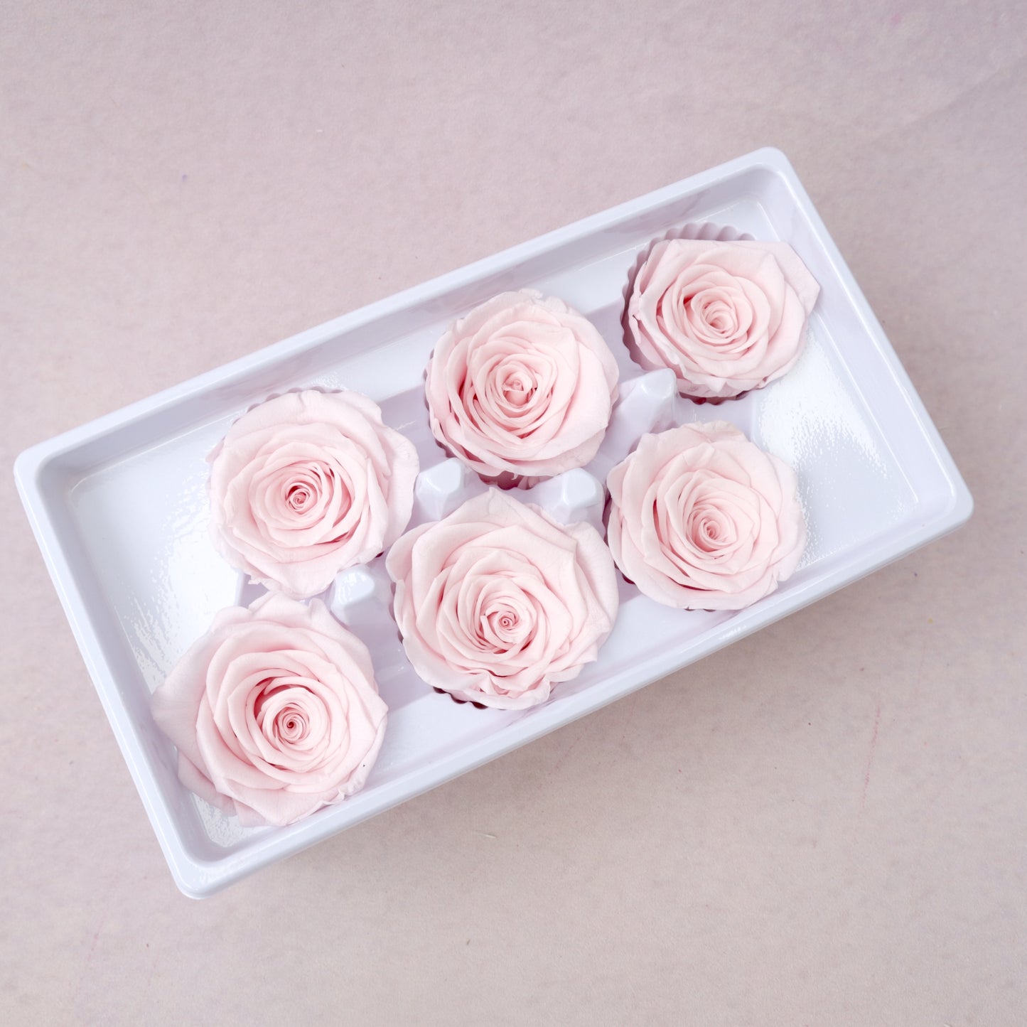 Rose Baby Pink 6 heads