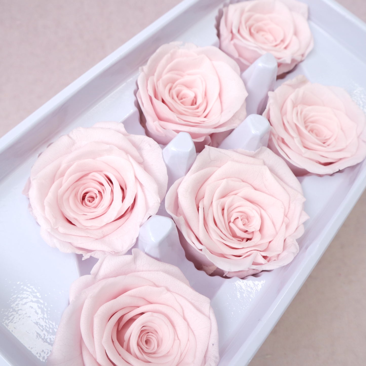 Rose Baby Pink 6 heads