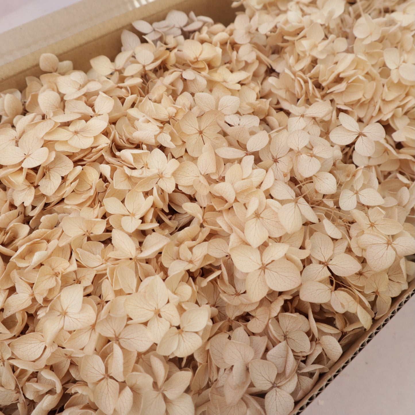 Annabelle Hydrangea 100g Box Sand