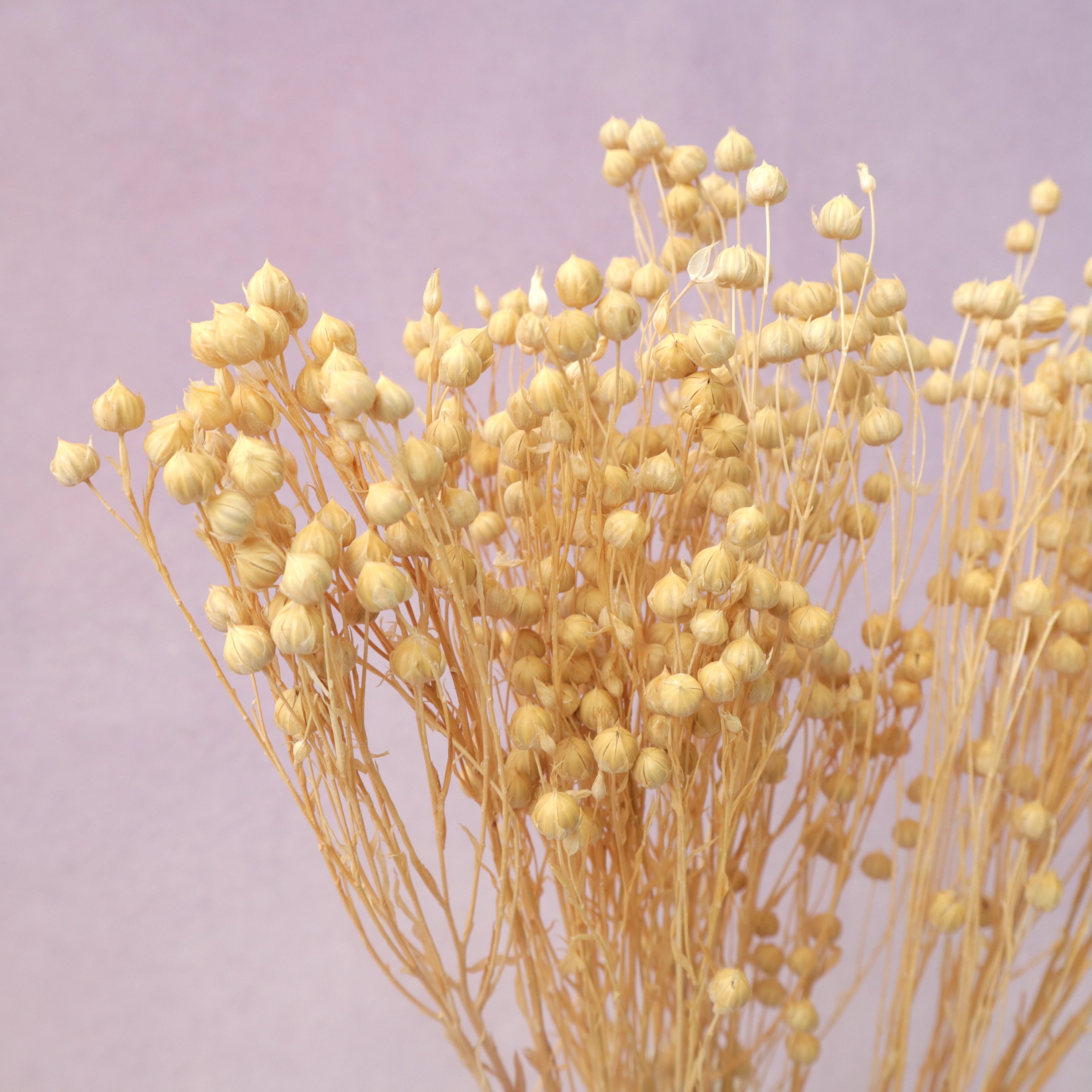 Hypericum Berries Cream