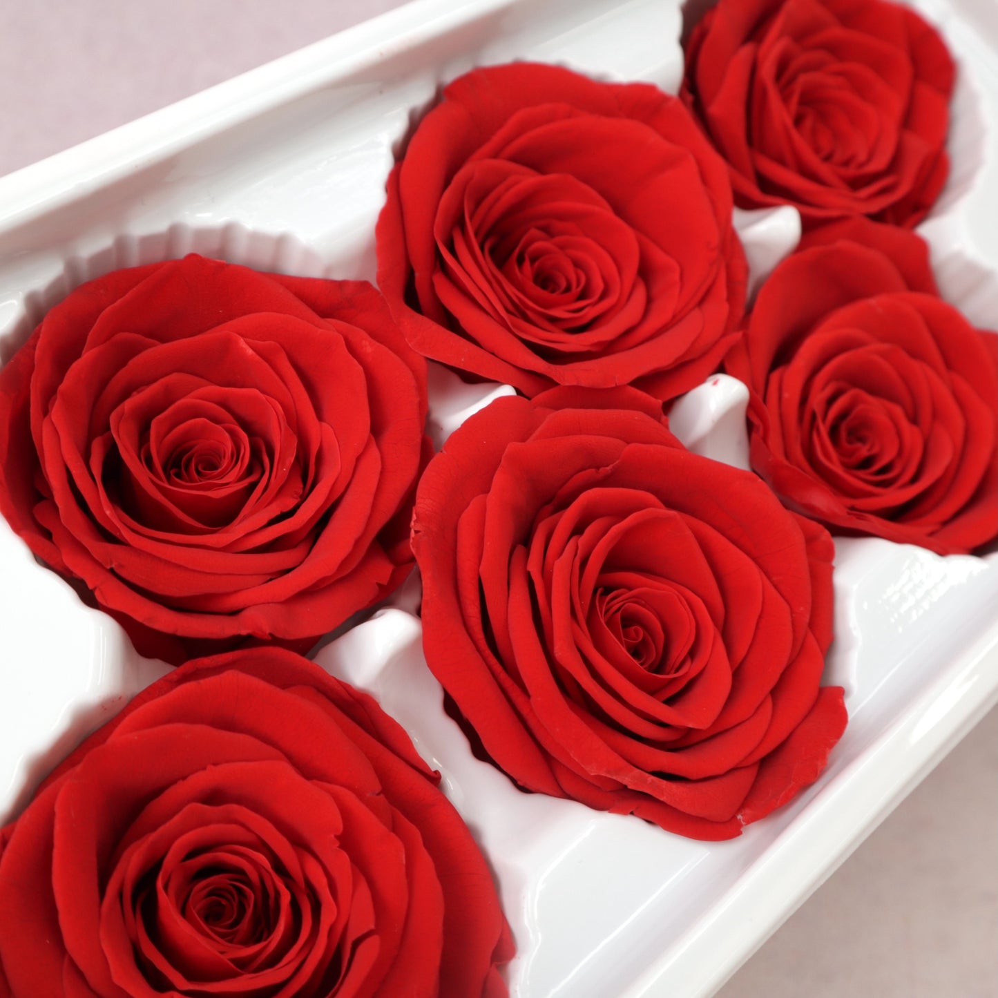 Rose Red 6 heads
