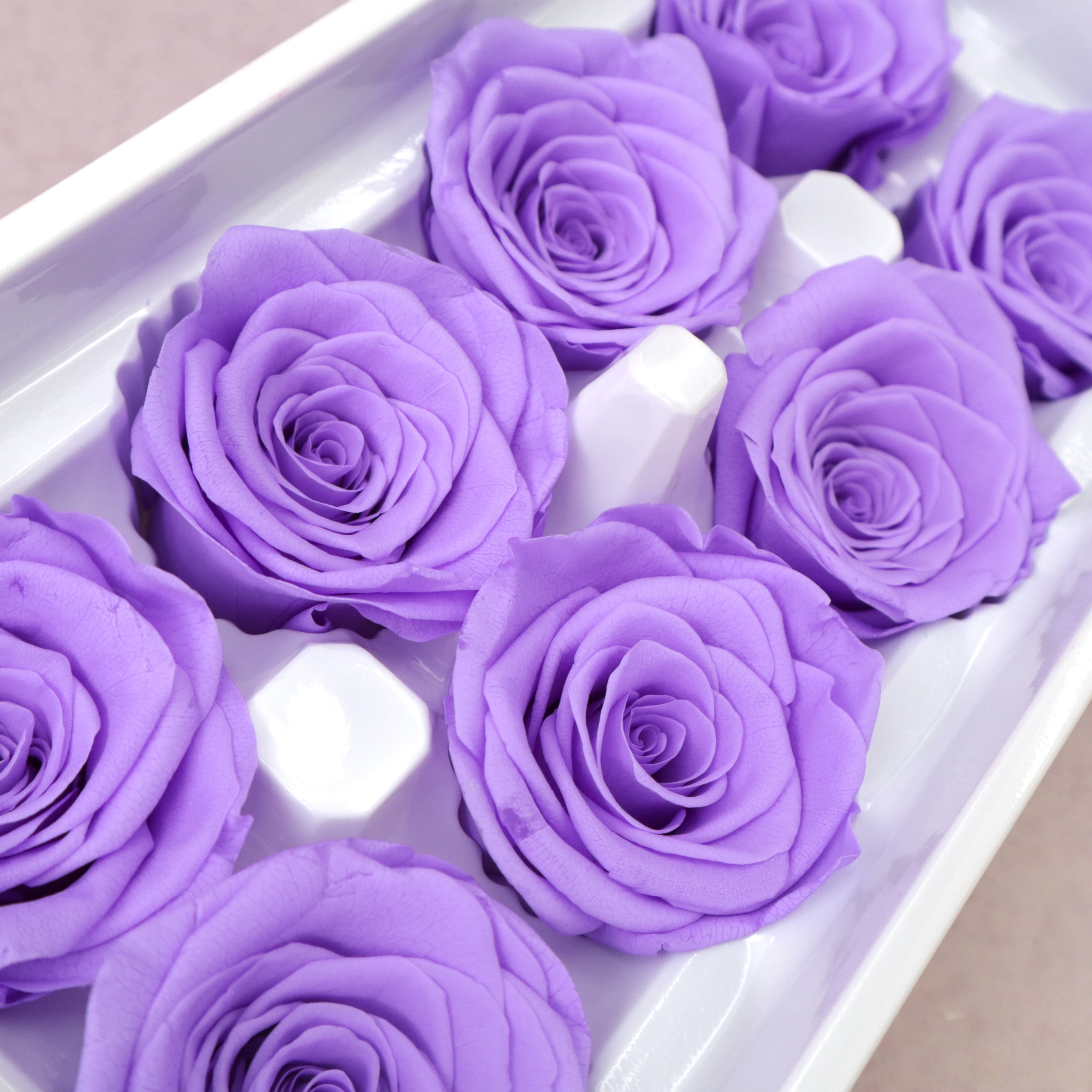 Rose Violet 8 heads