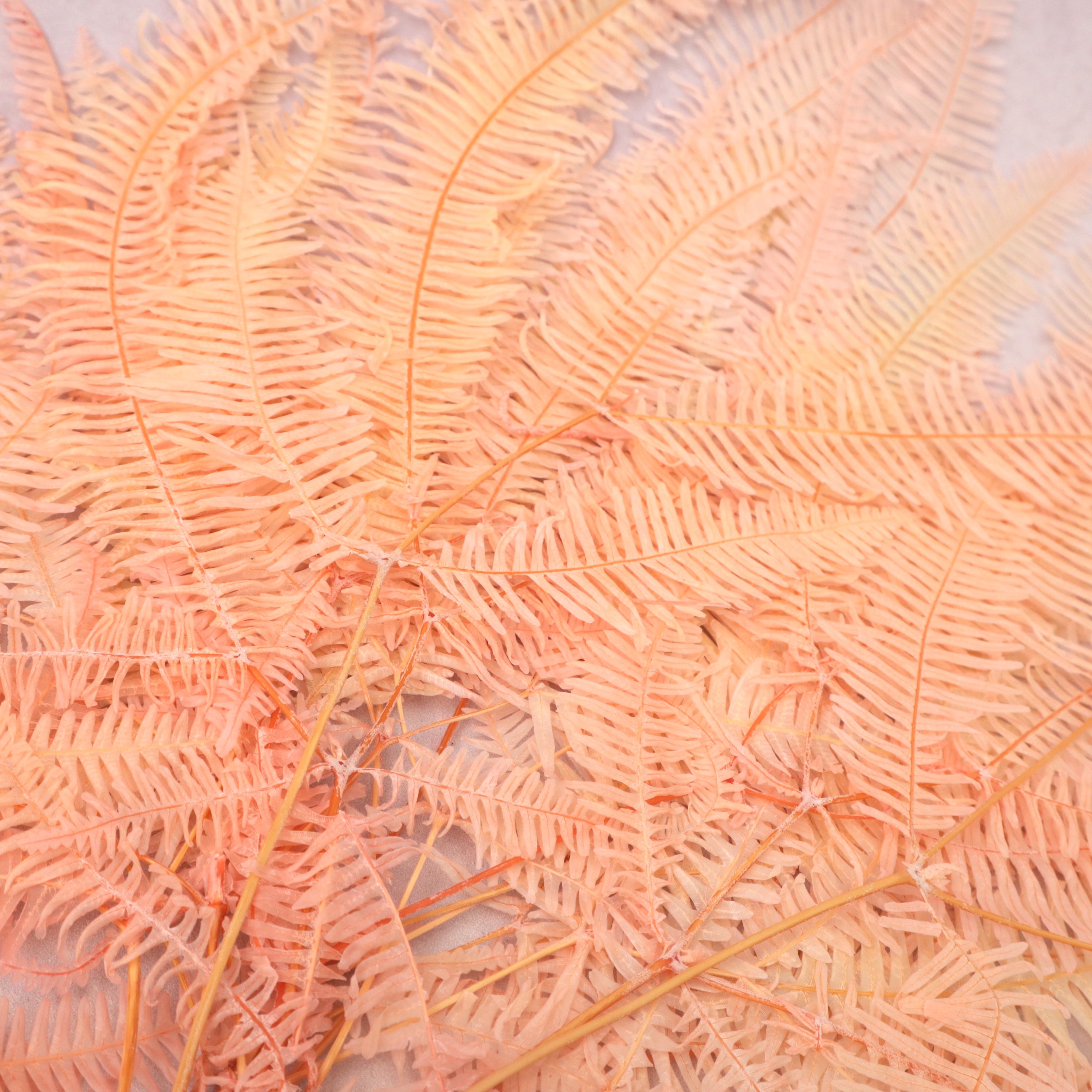 Mountain Fern Ombré Peach