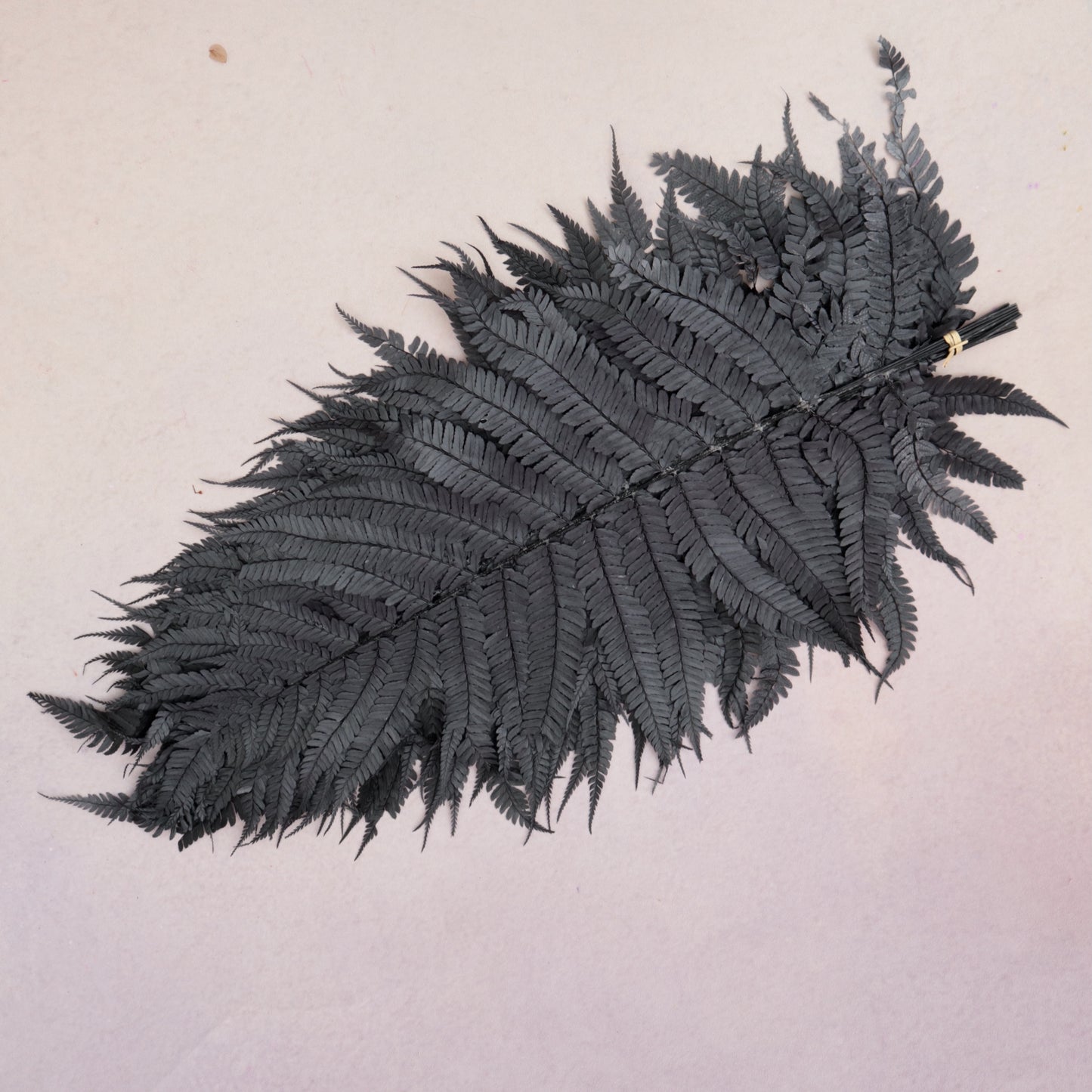 Leather Fern Large Black
