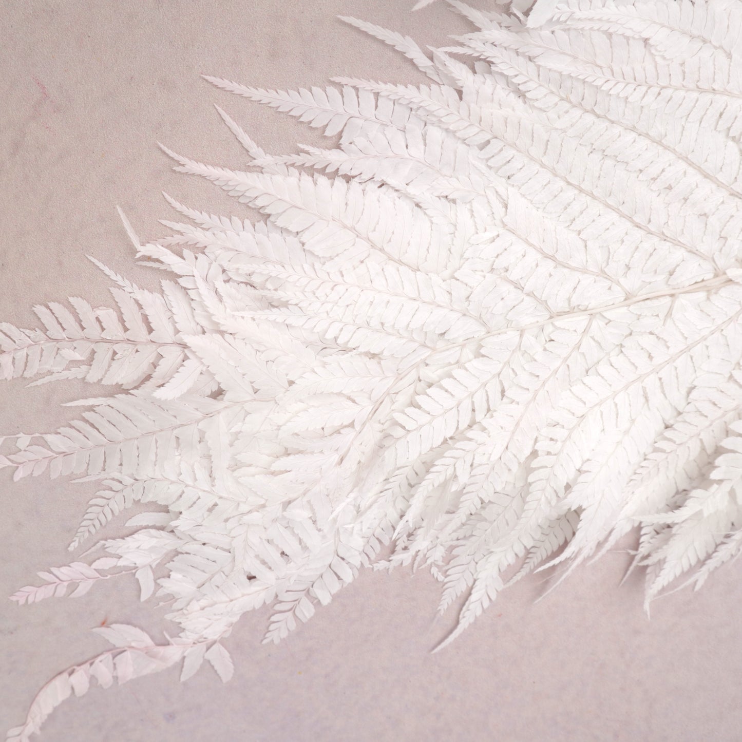 Leather Fern Large Pale Pink