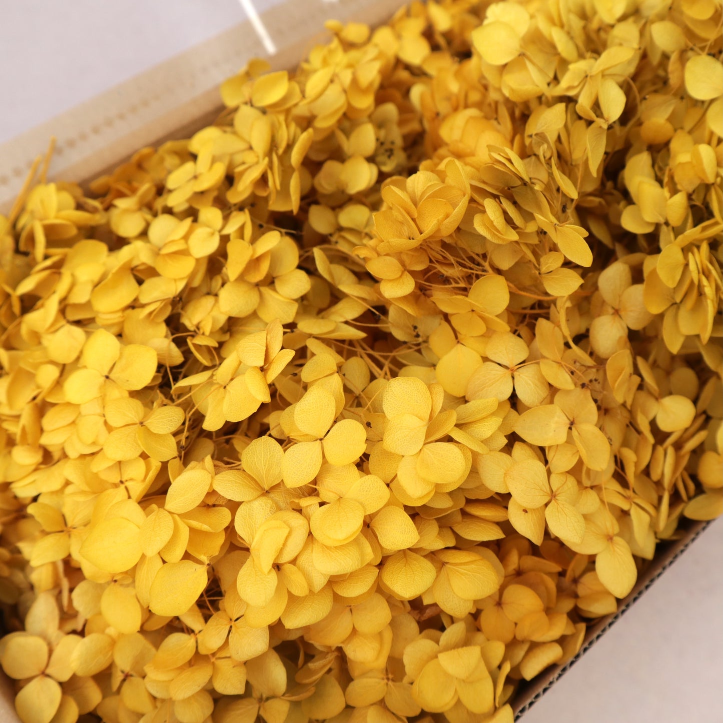 Annabelle Hydrangea 100g Box Gold Yellow
