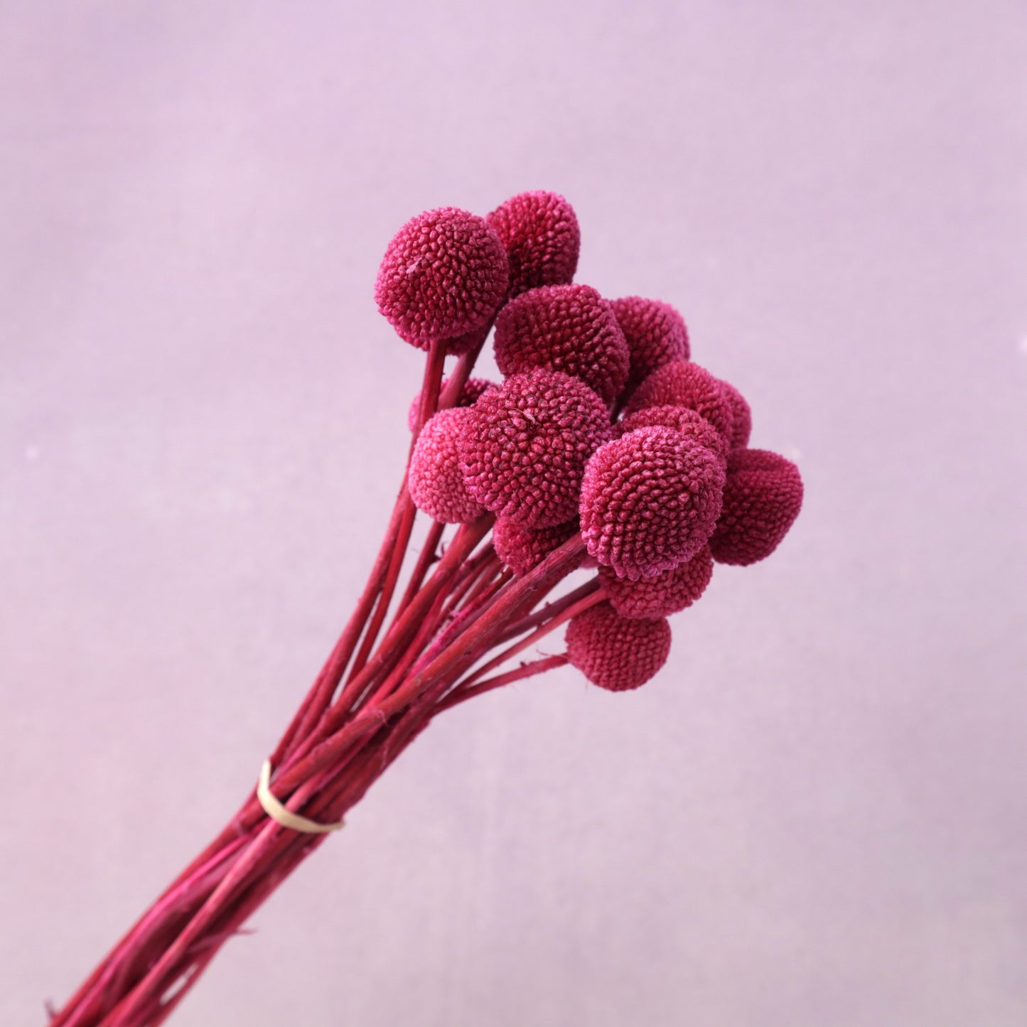 Billy Button Magenta