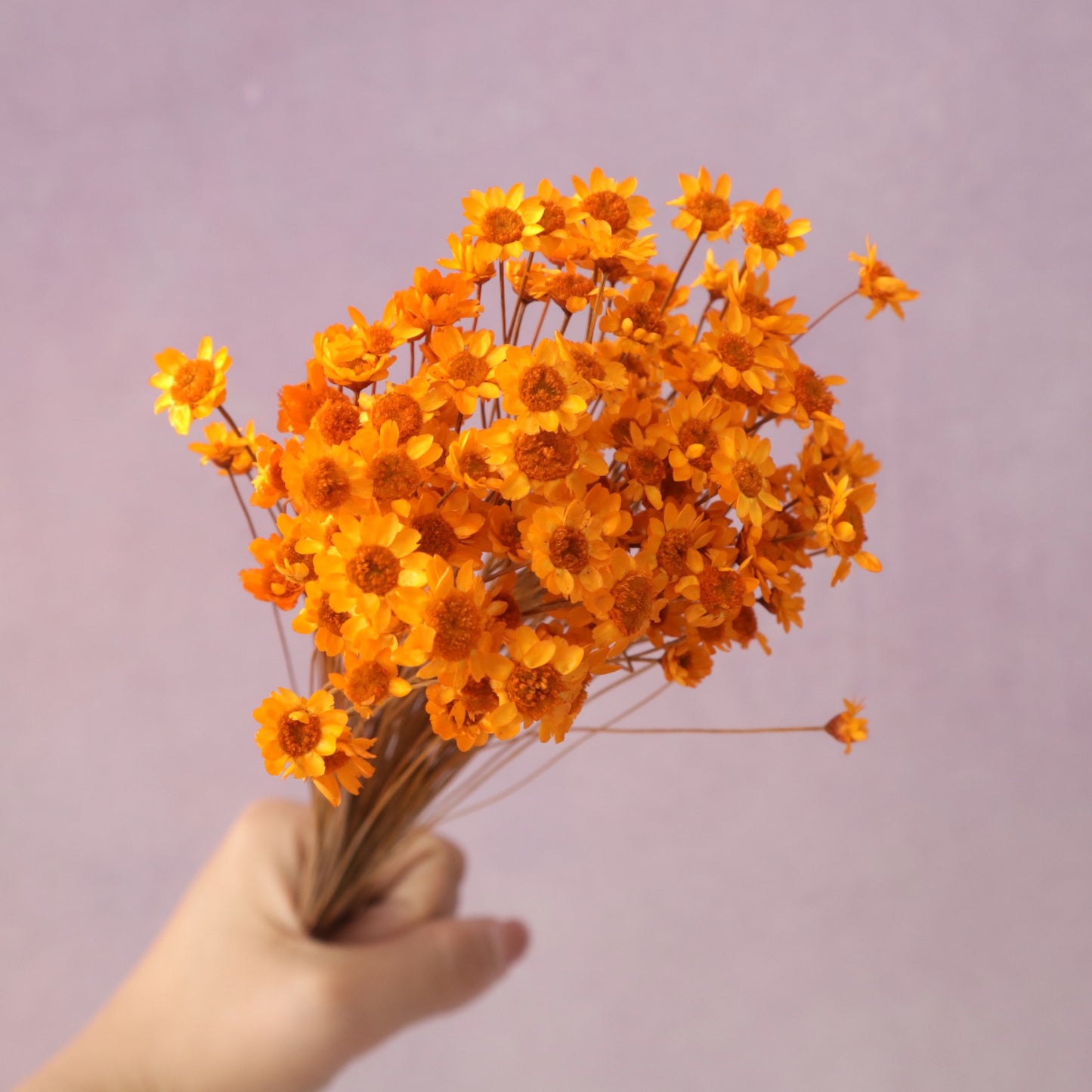 Star Flower Orange