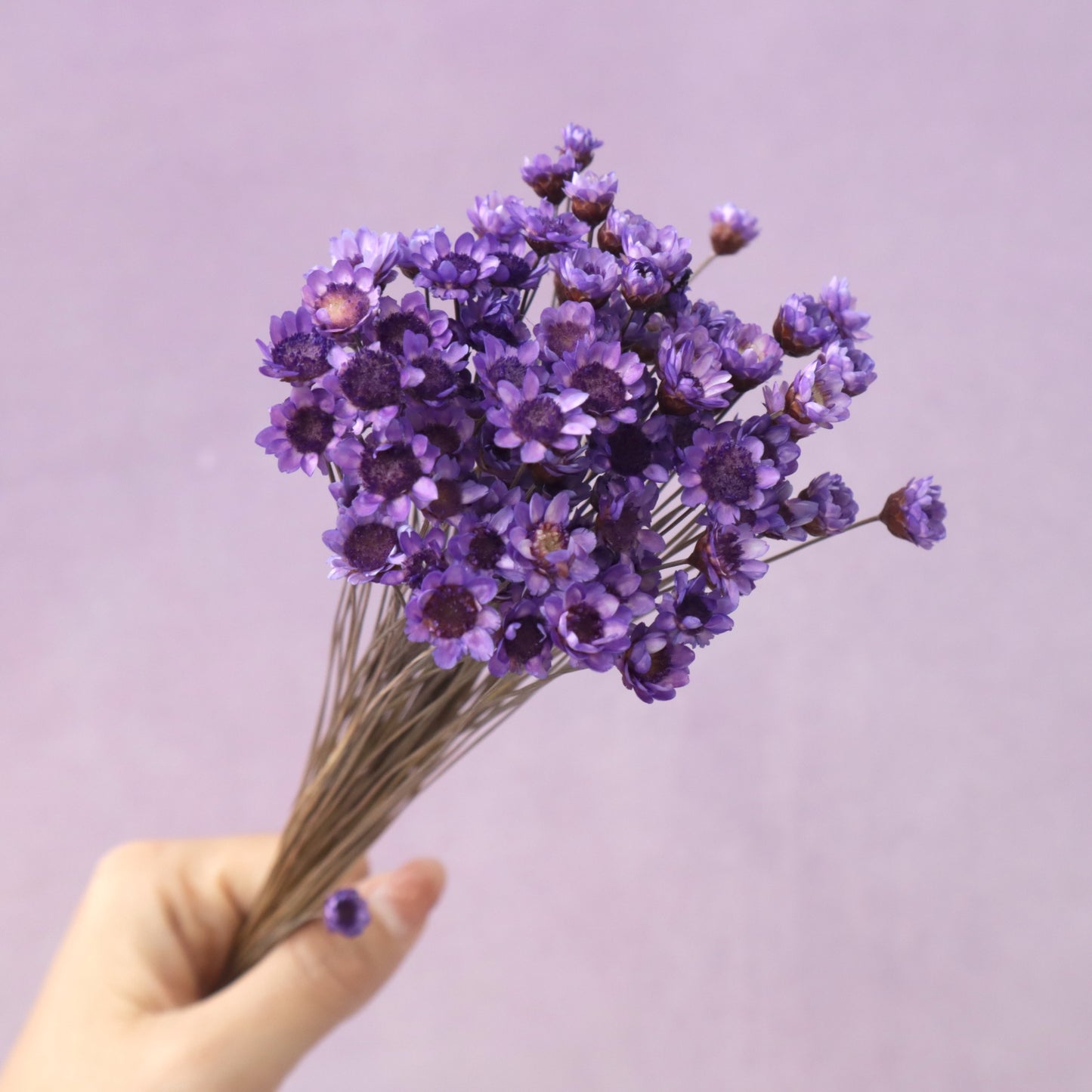 Star Flower Purple