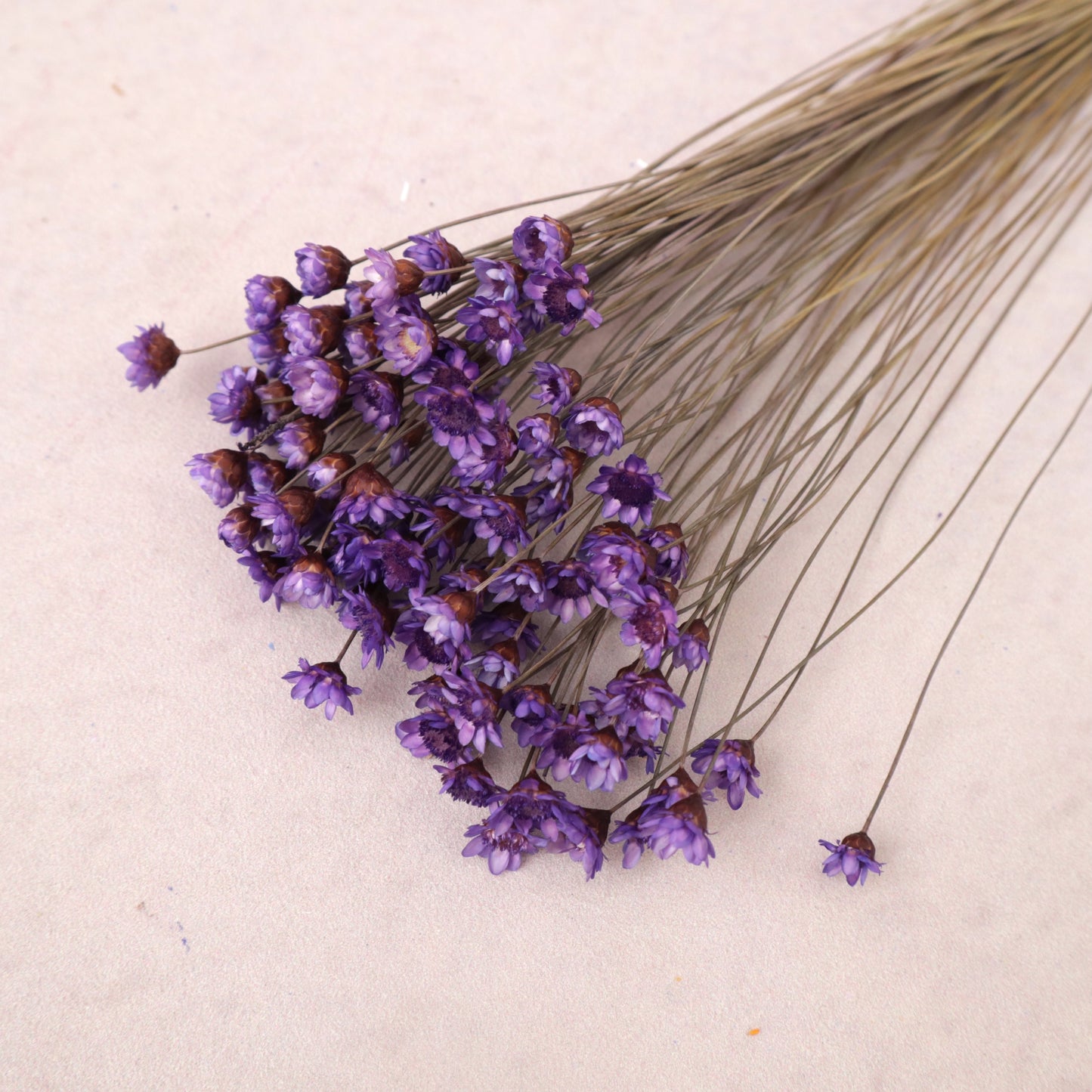 Star Flower Purple