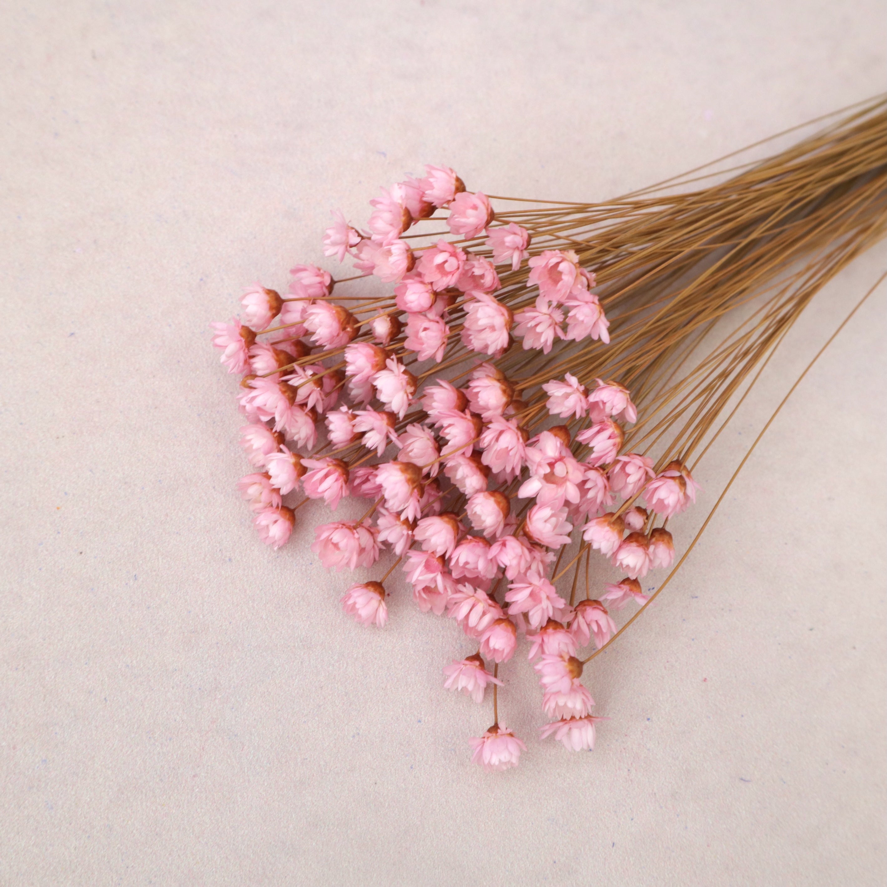 Star Flower Pink