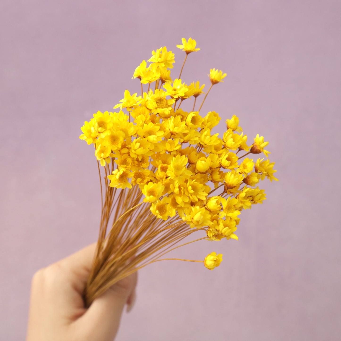 Star Flower Yellow