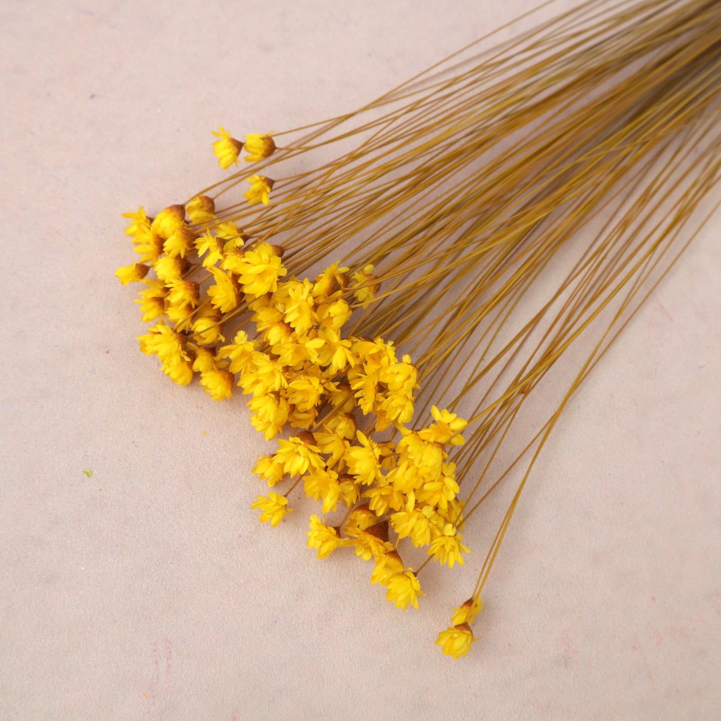 Star Flower Yellow