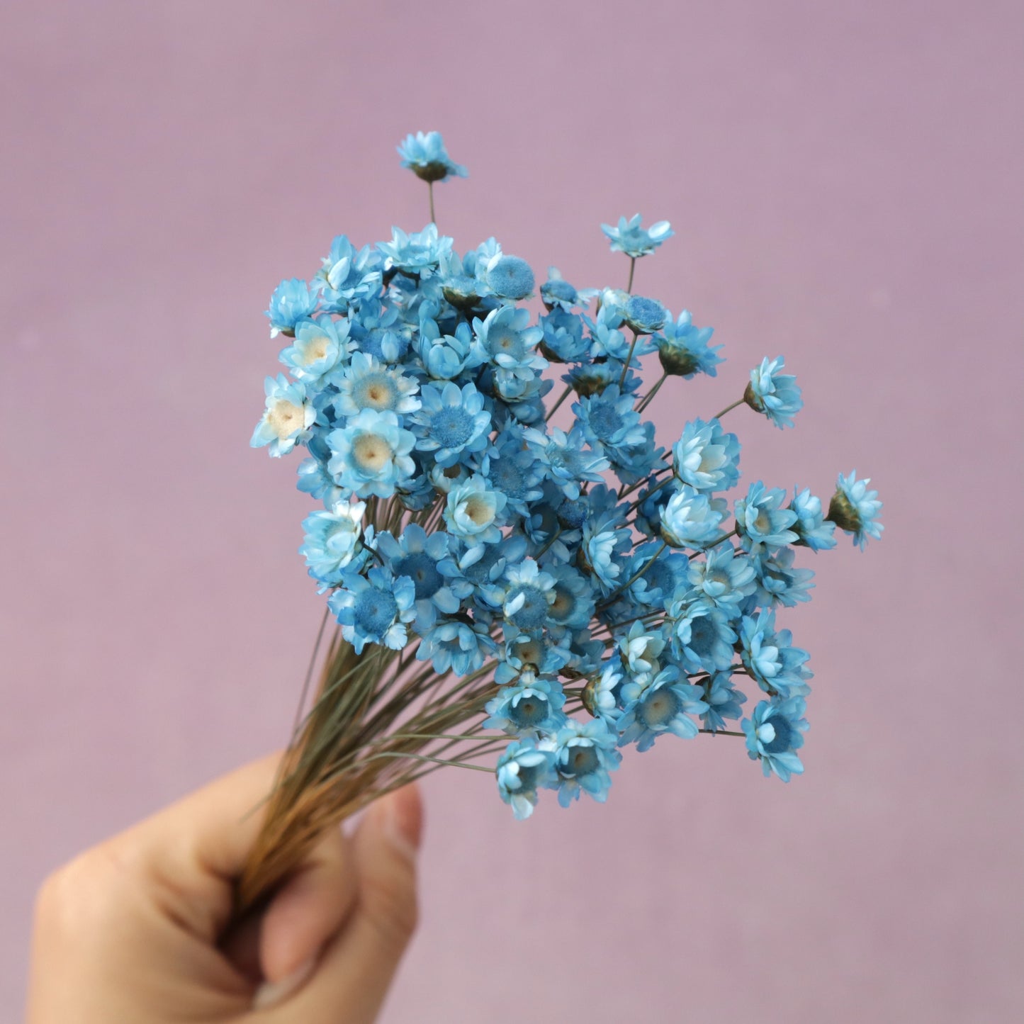 Star Flower Blue