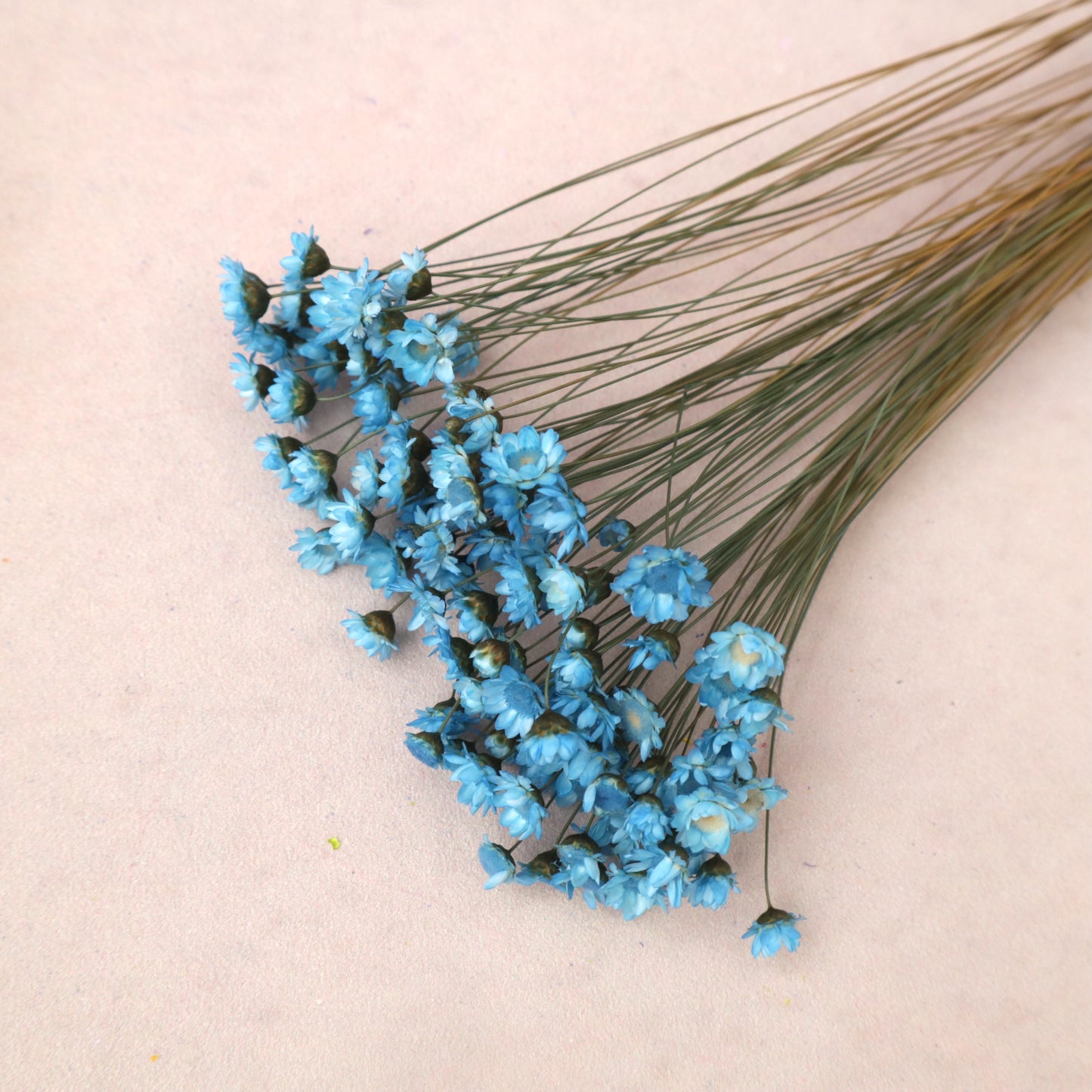 Star Flower Blue