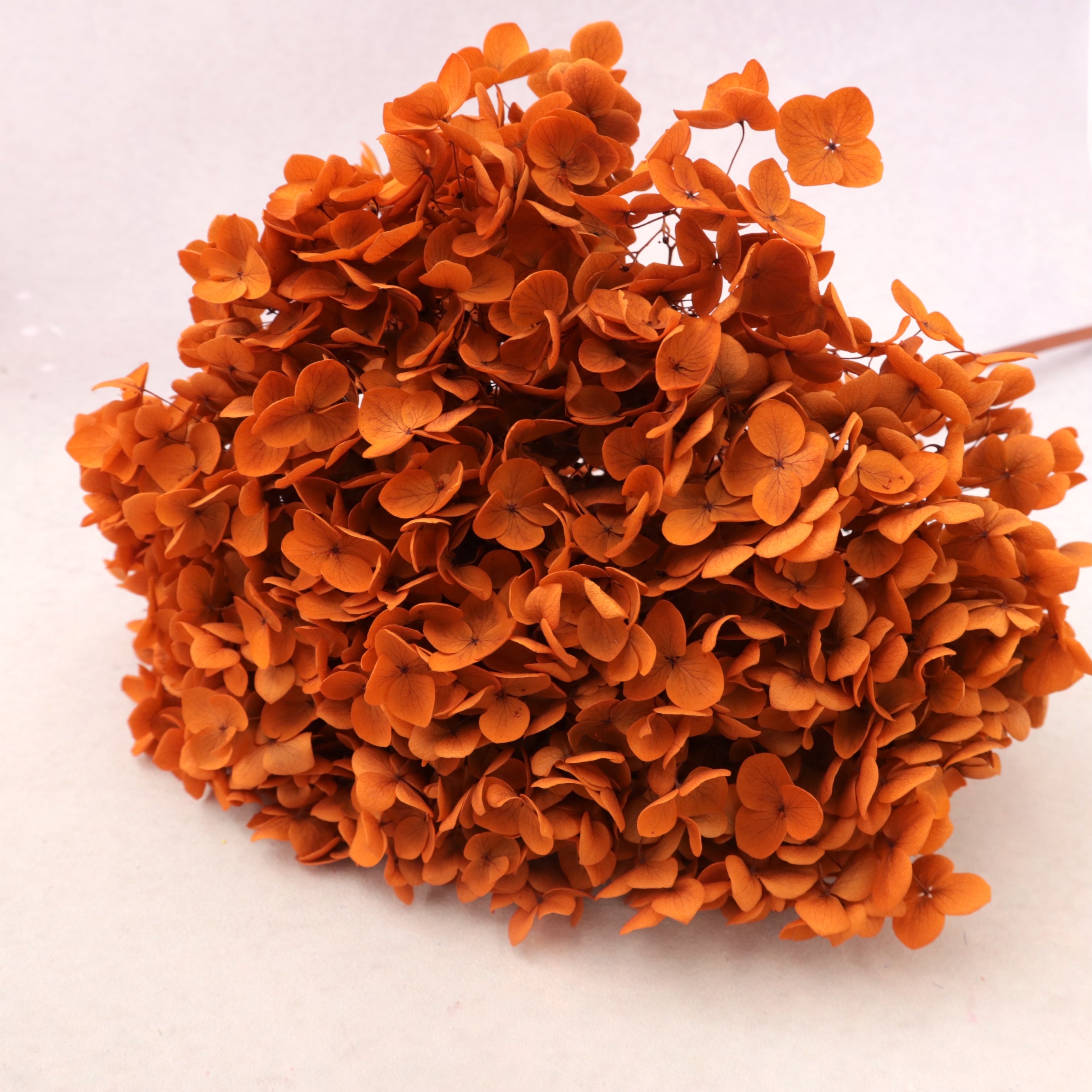 Annabelle Hydrangea Ginger