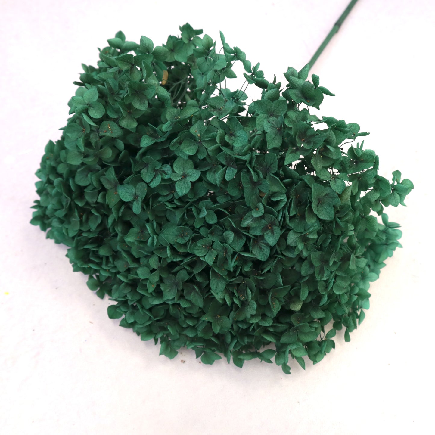 Annabelle Hydrangea Forest Green