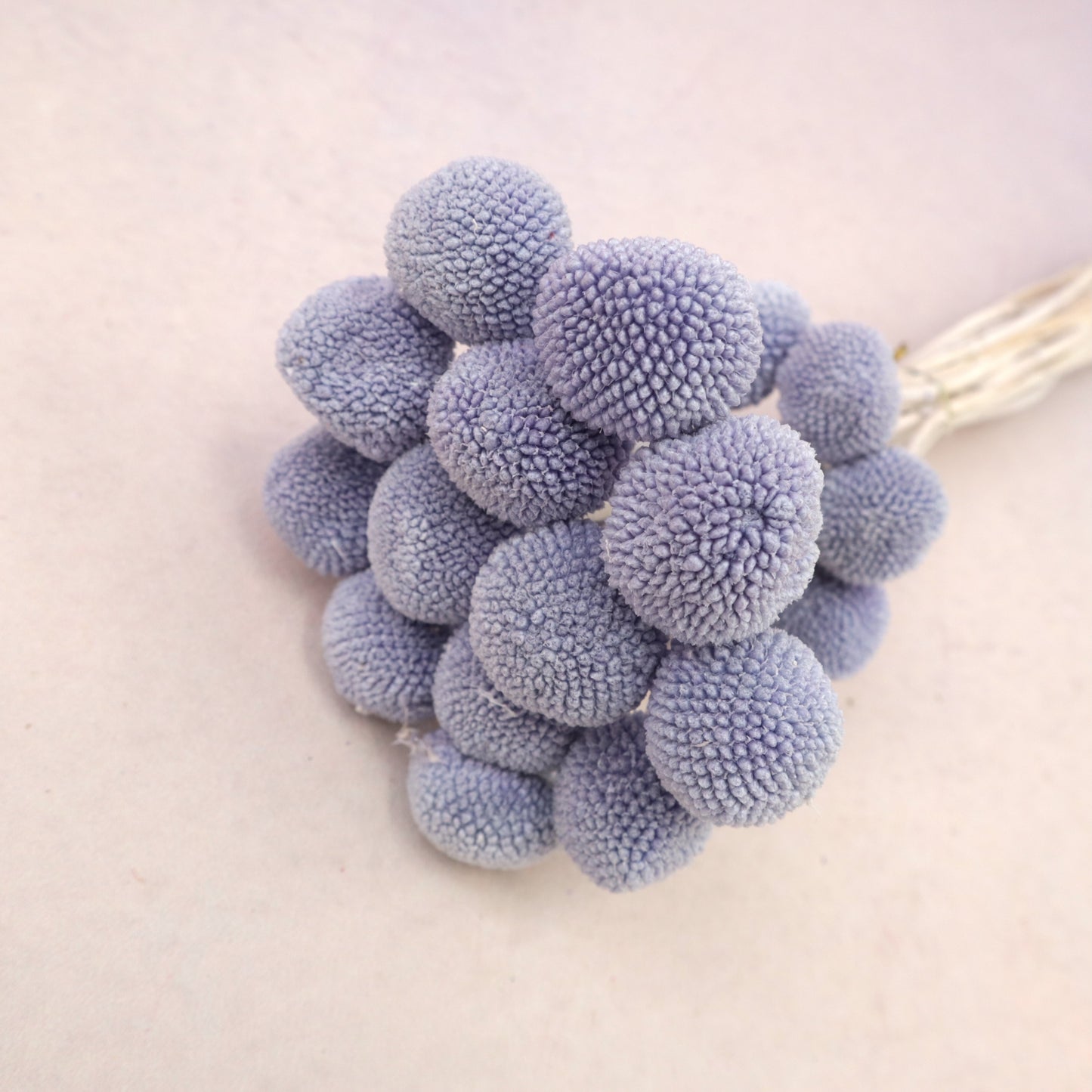 Billy Button Heather purple