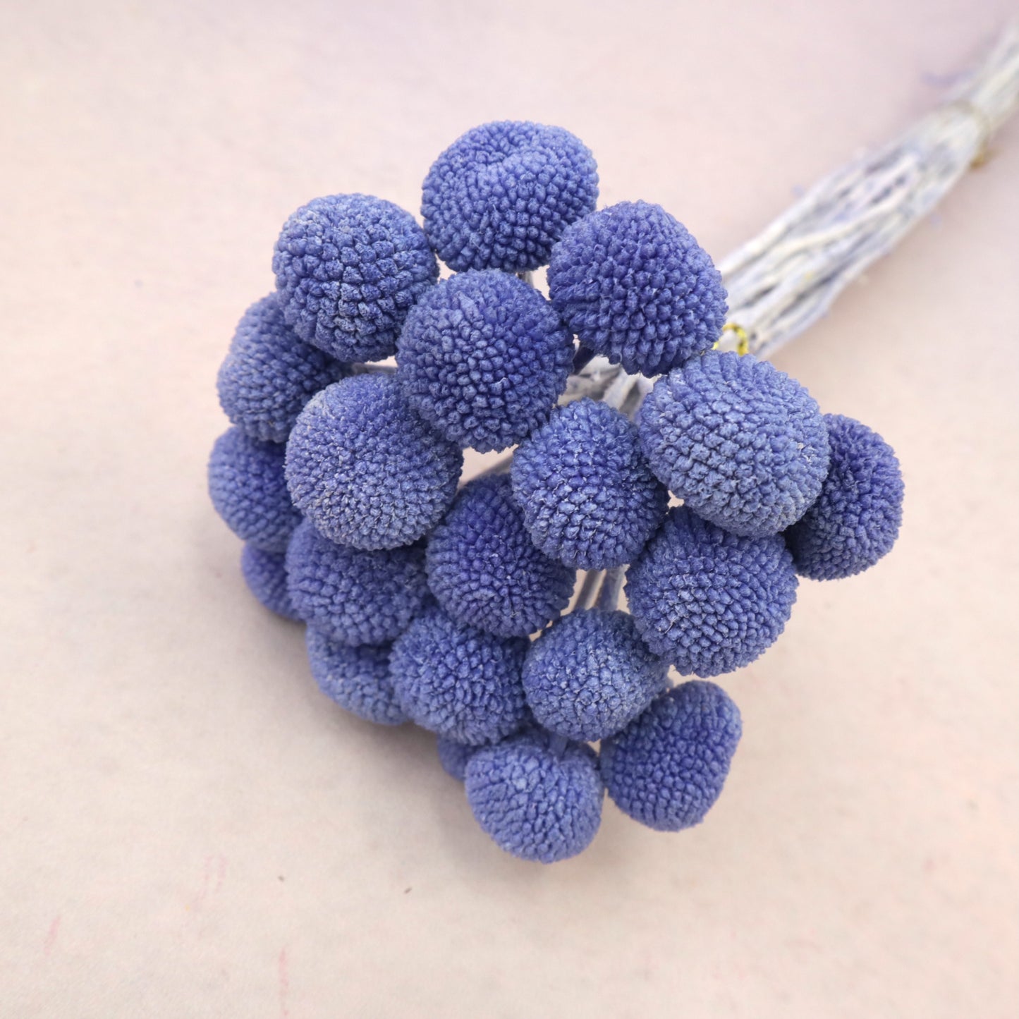Billy Button Violet