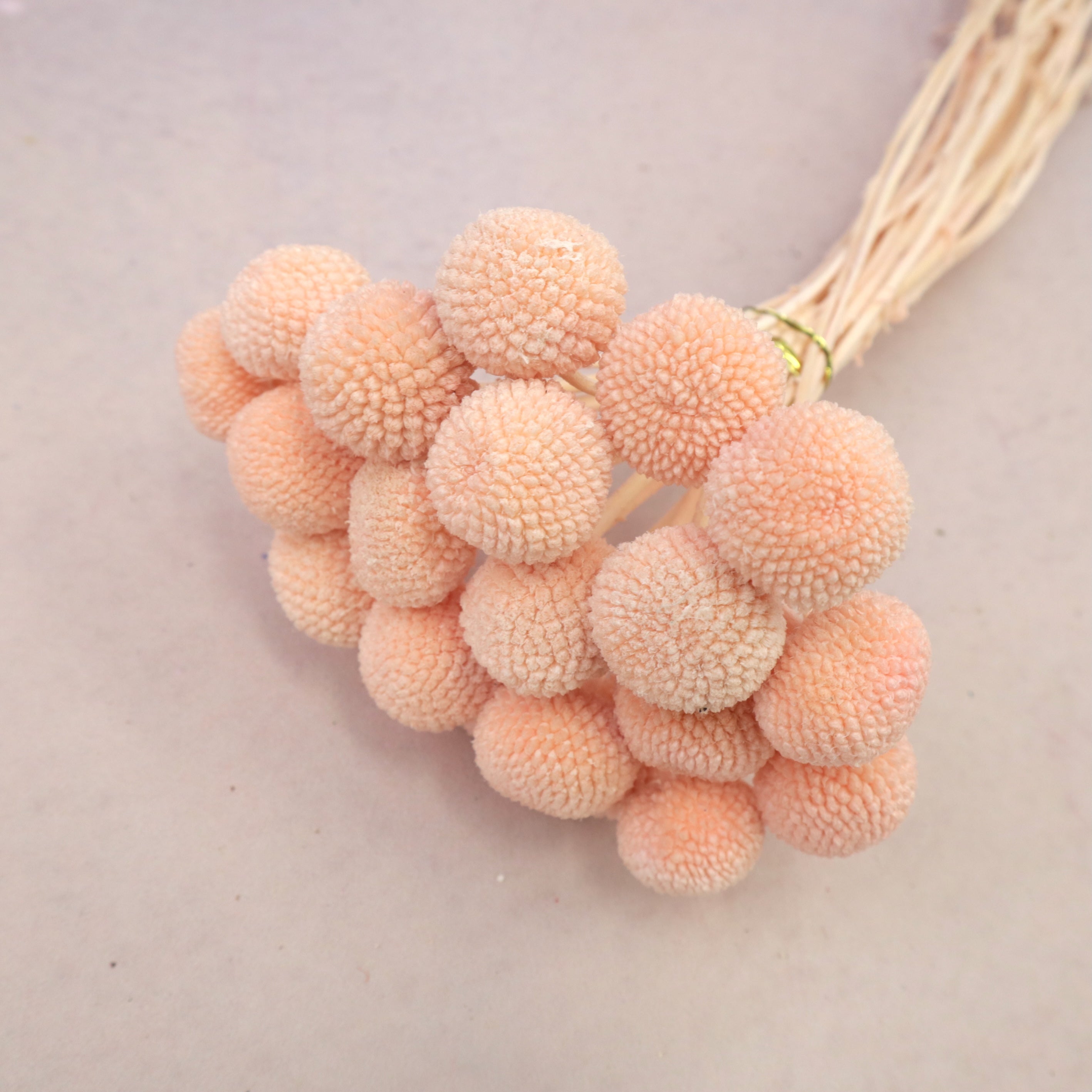 Billy Button Peach