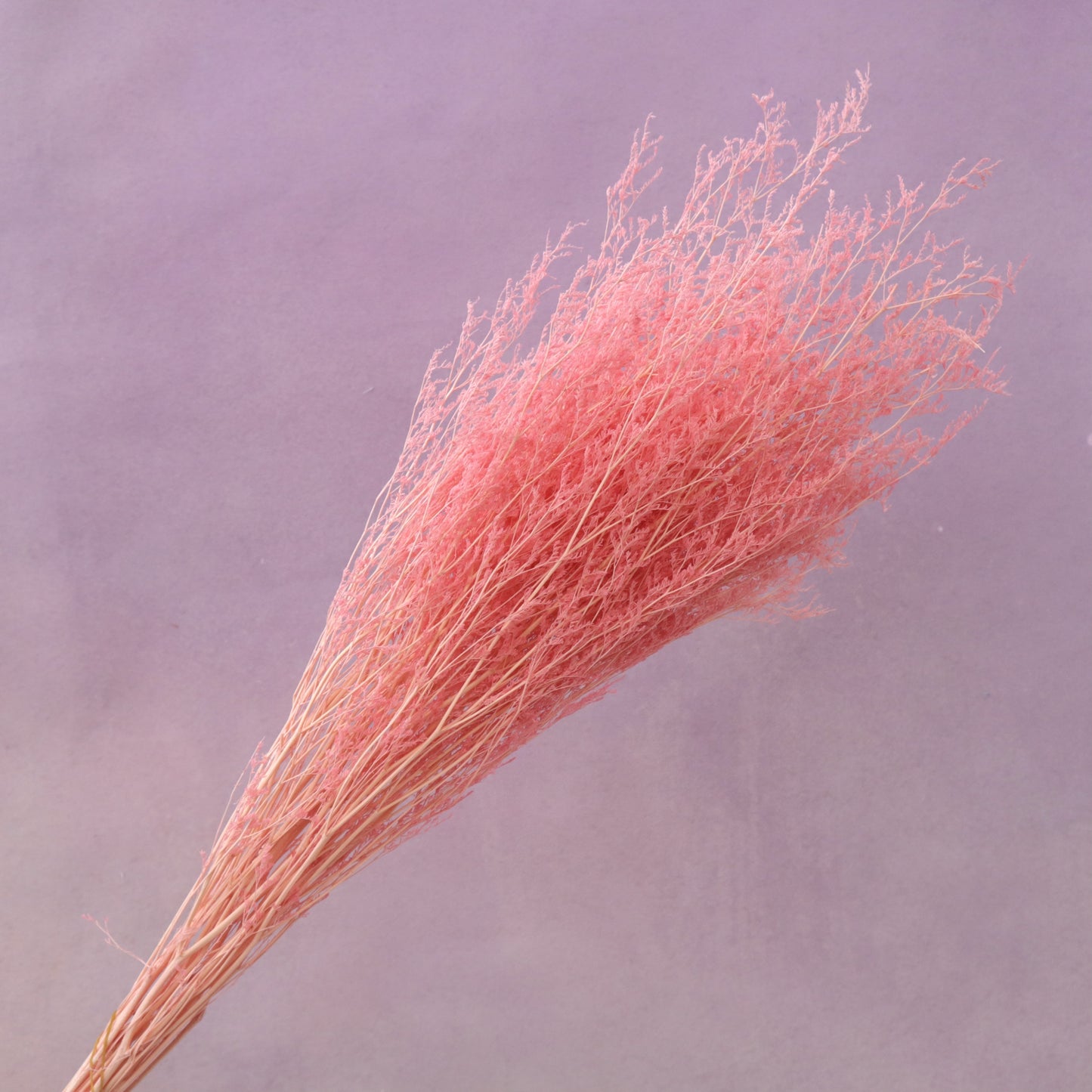 Misty Bleached Pink