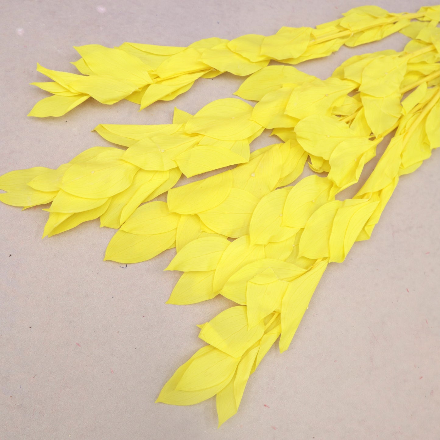 Ruscus Big Leaf Yellow