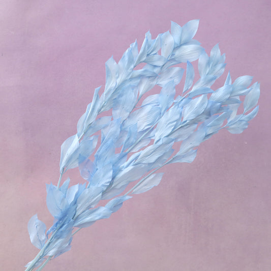 Ruscus Big Leaf Sky Blue