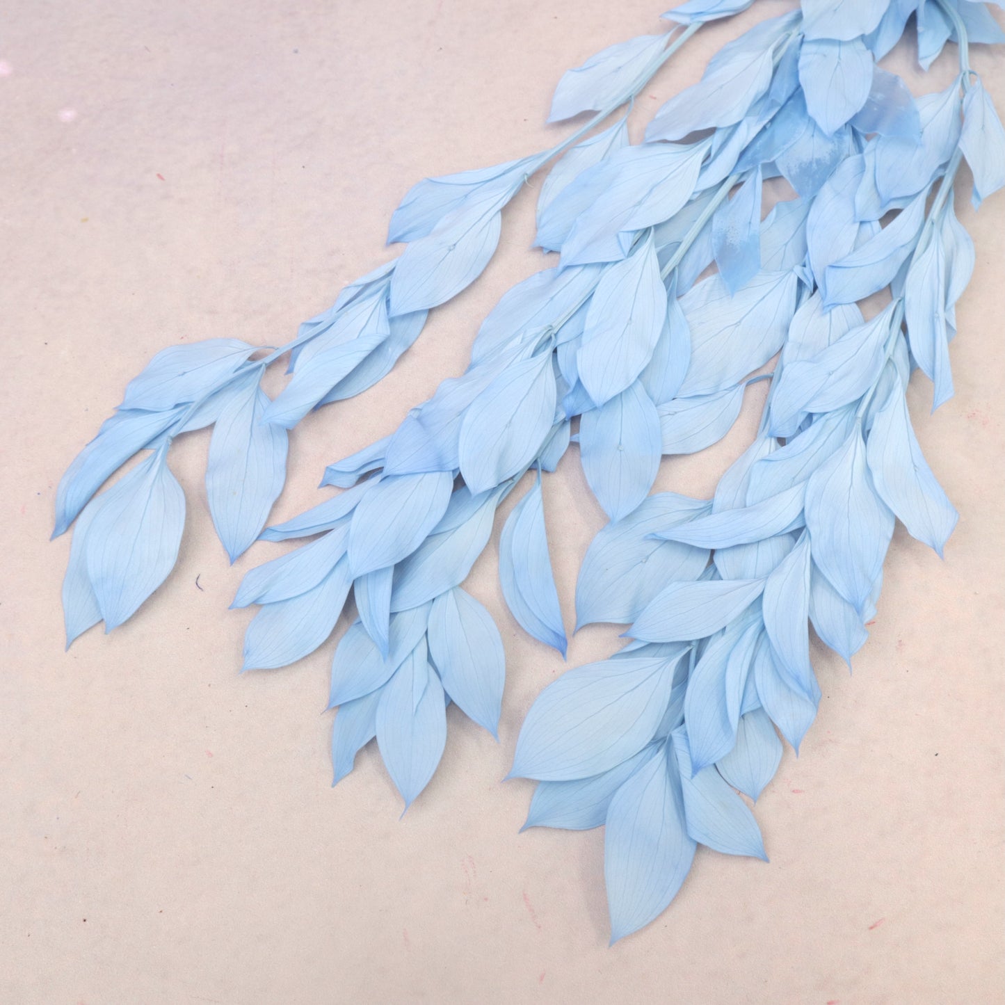 Ruscus Big Leaf Sky Blue