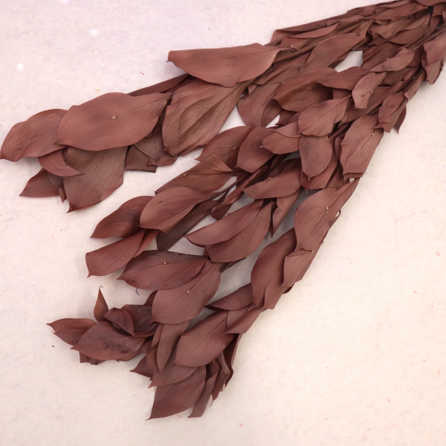 Ruscus Big Leaf Chocolate