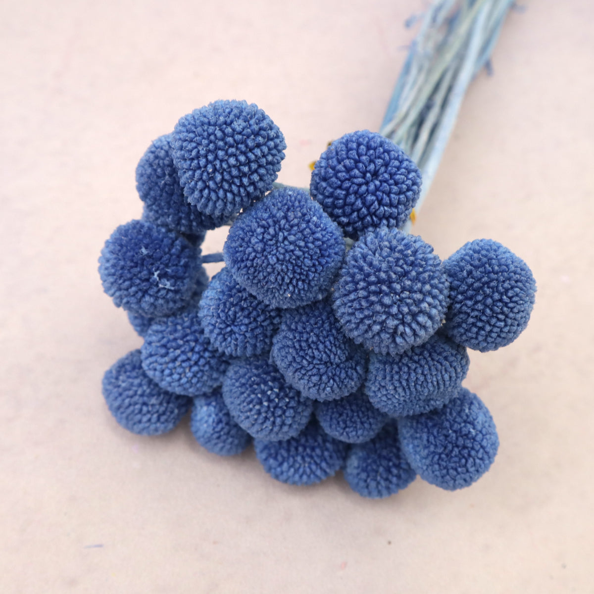 Billy Button Royal Blue