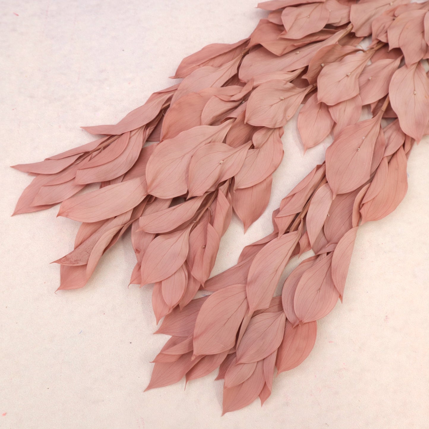 Ruscus Big Leaf Milktea