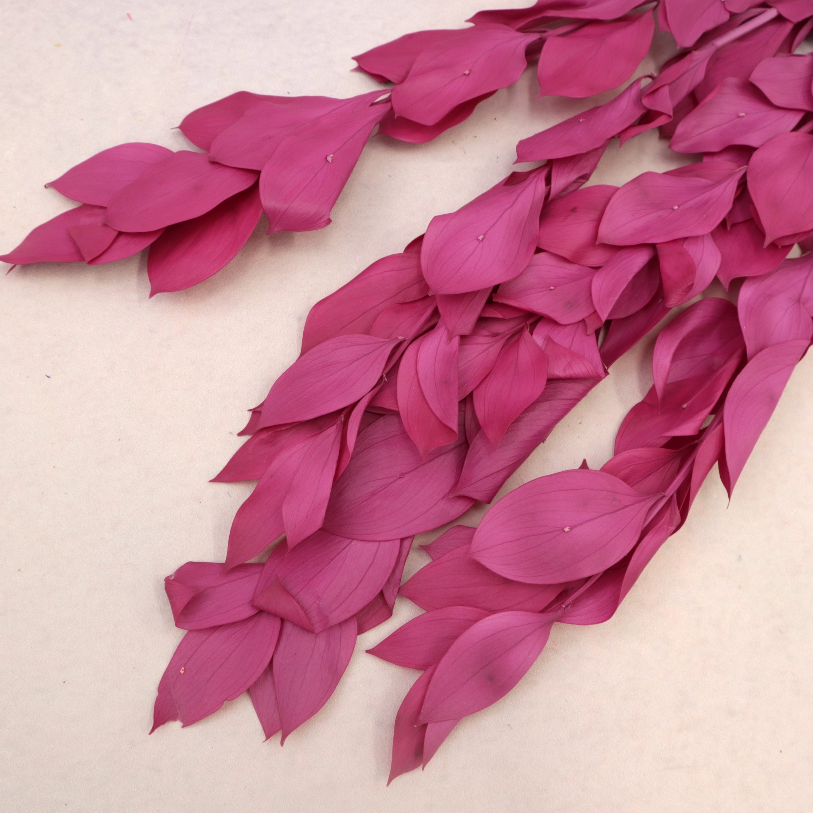 Ruscus Big Leaf Magenta