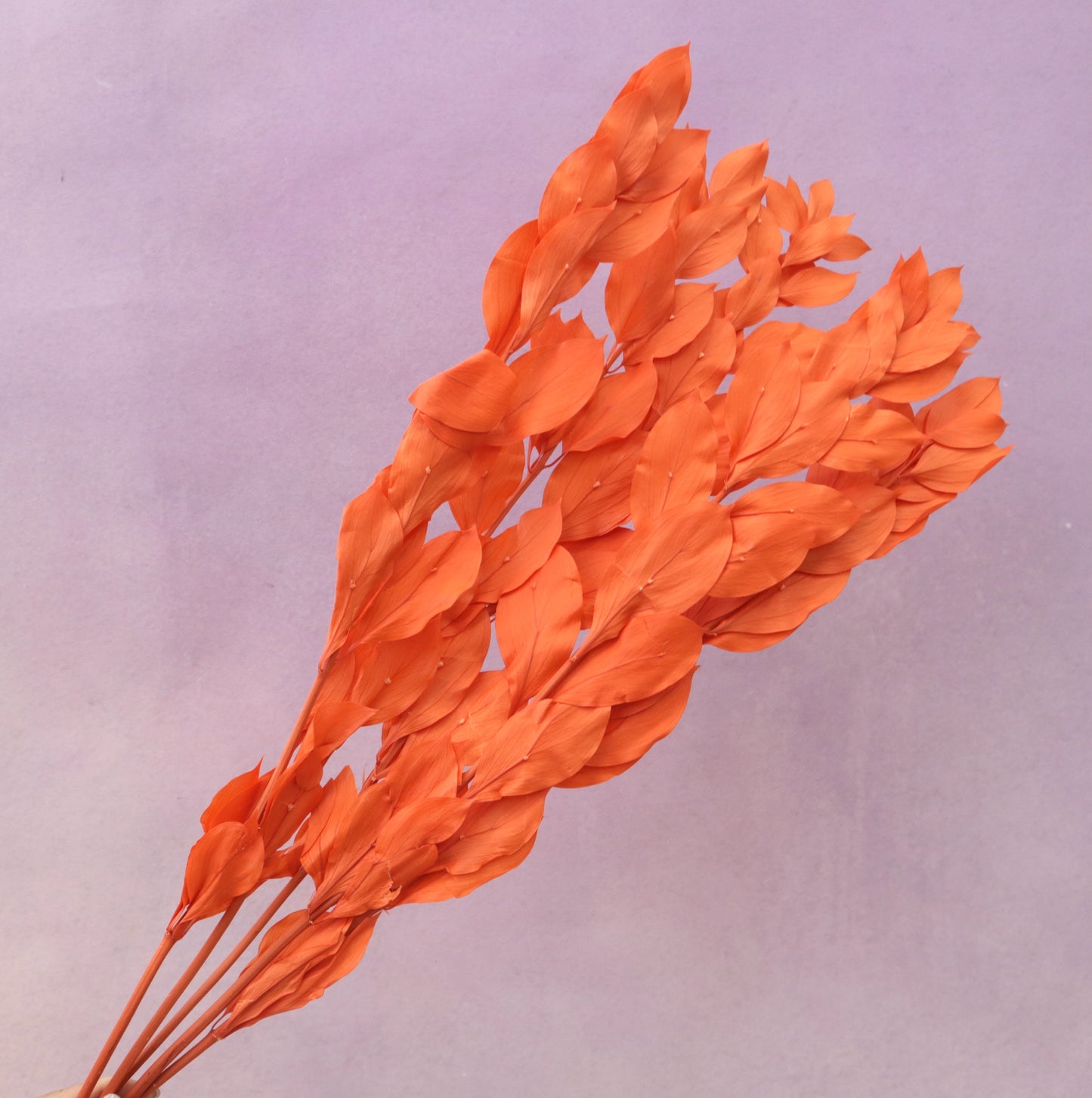 Ruscus Big Leaf Burnt Orange