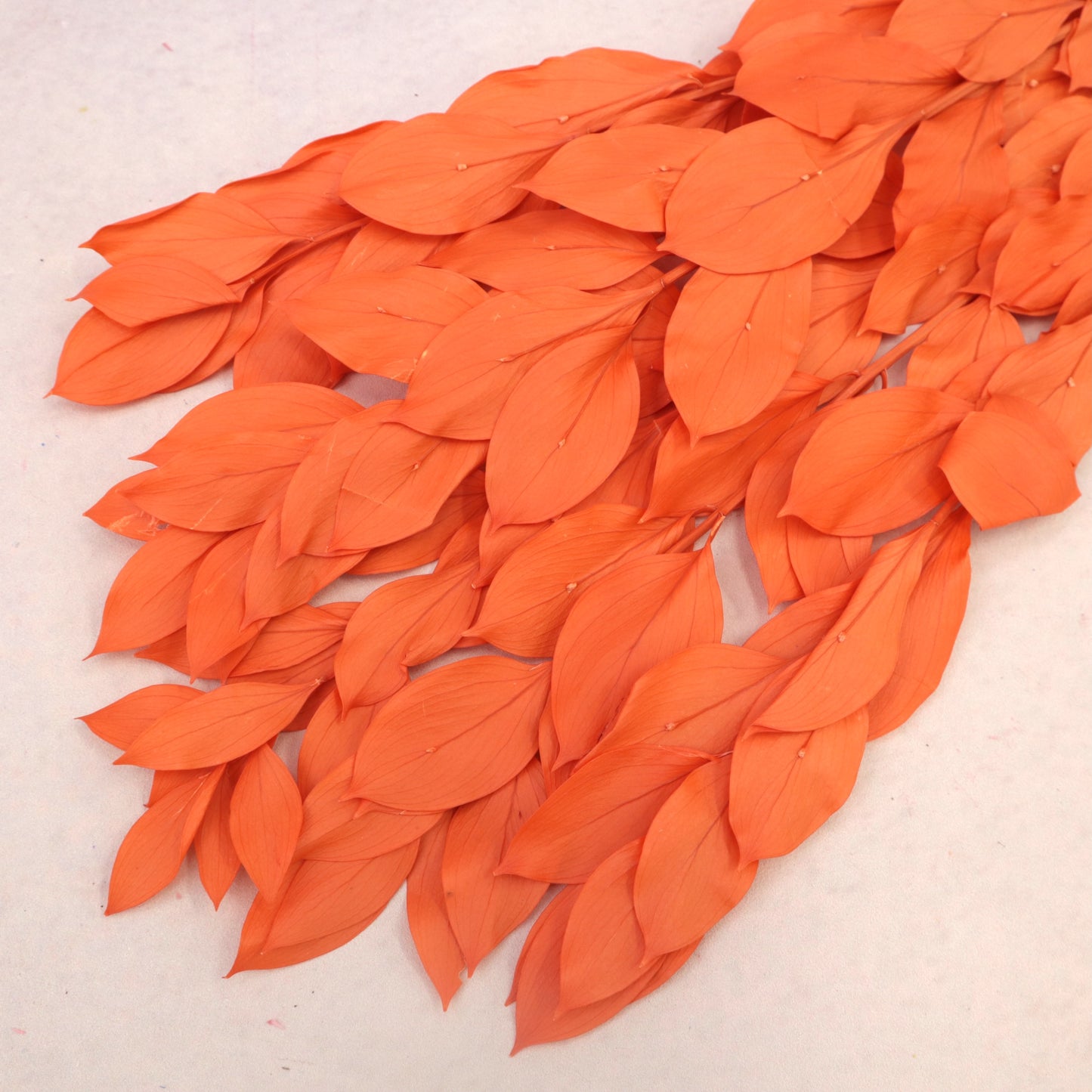 Ruscus Big Leaf Burnt Orange