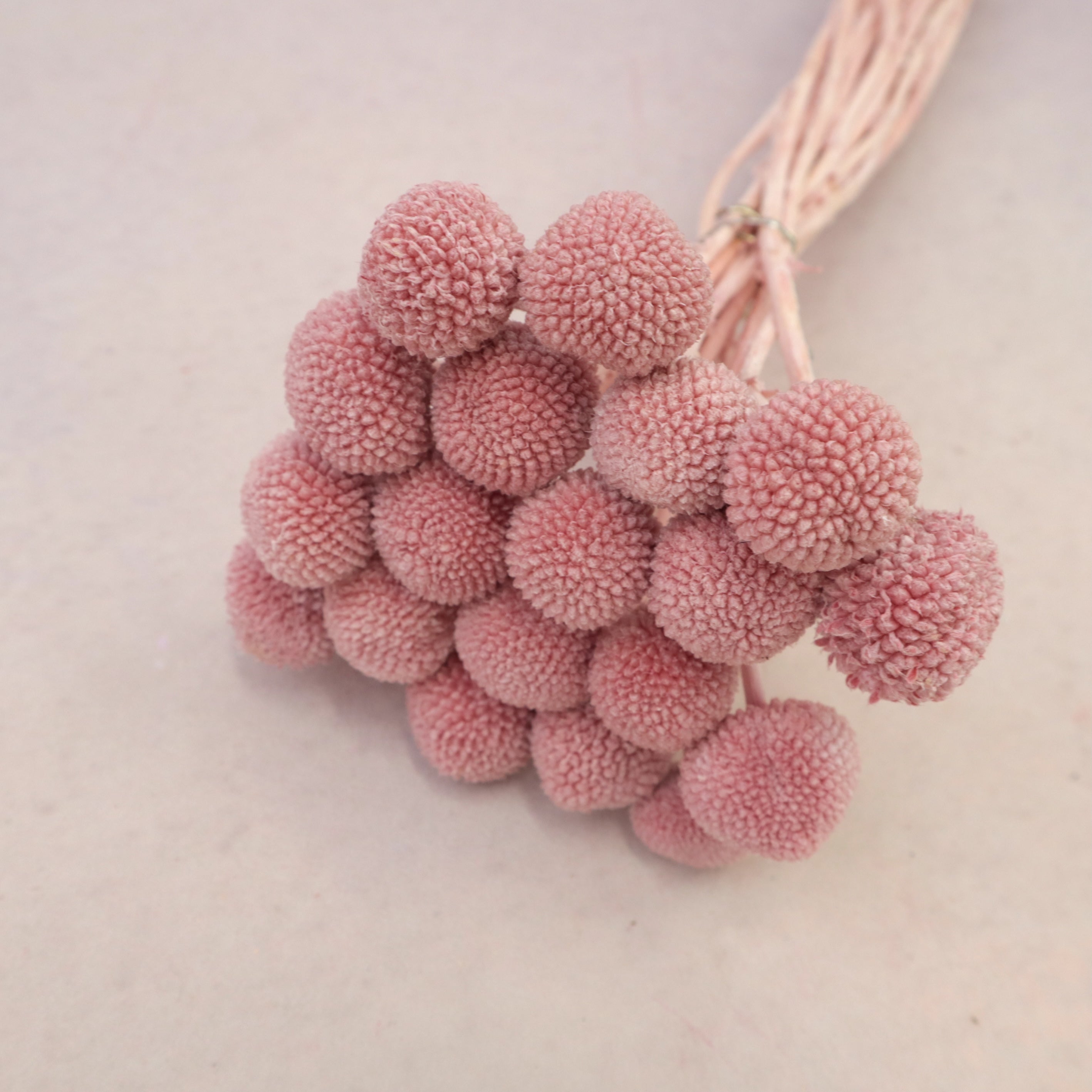 Billy Button Rouge Pink