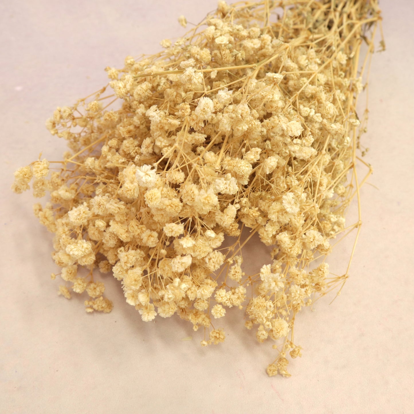 10 Bunches of Baby's Breath Natural