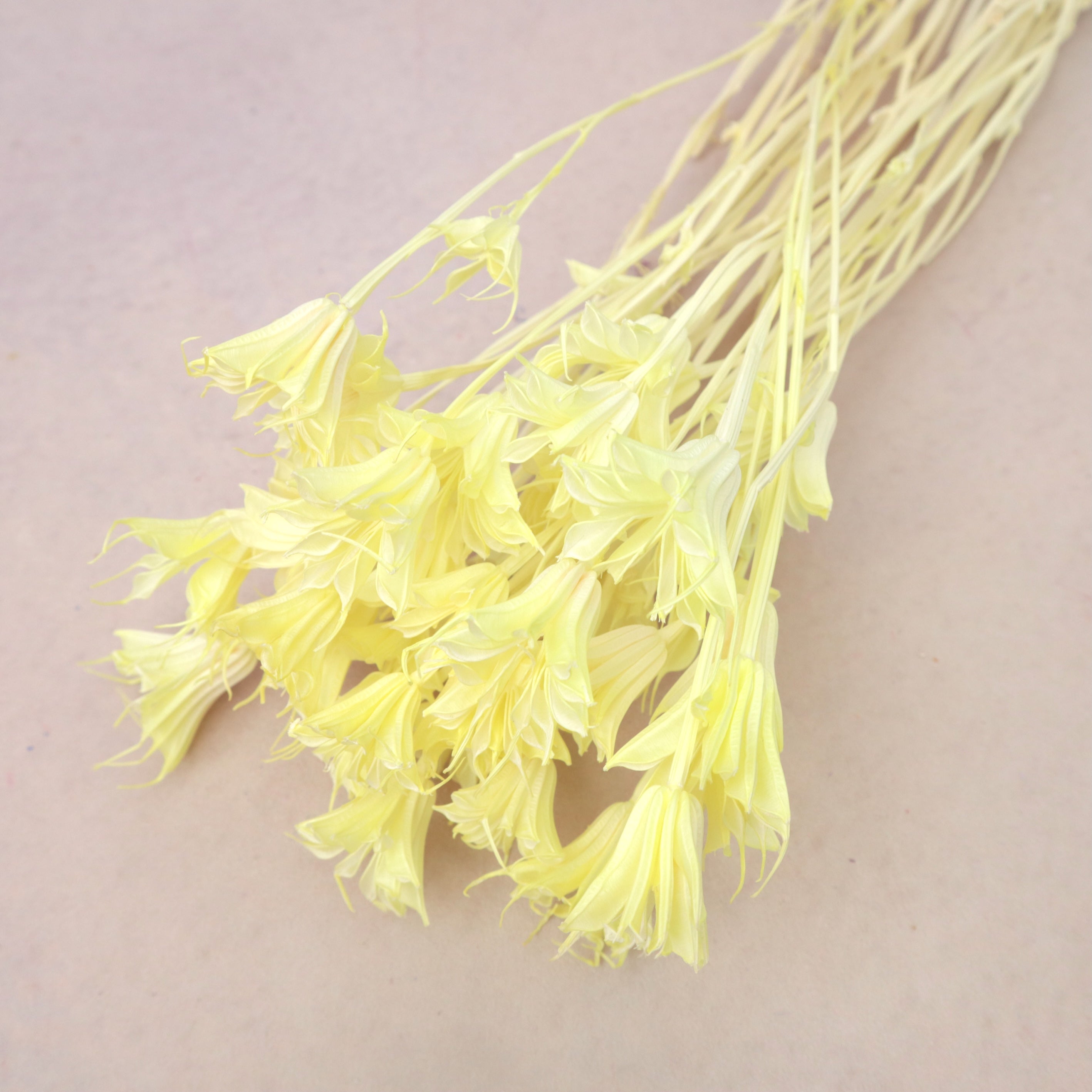 Nigella Yellow