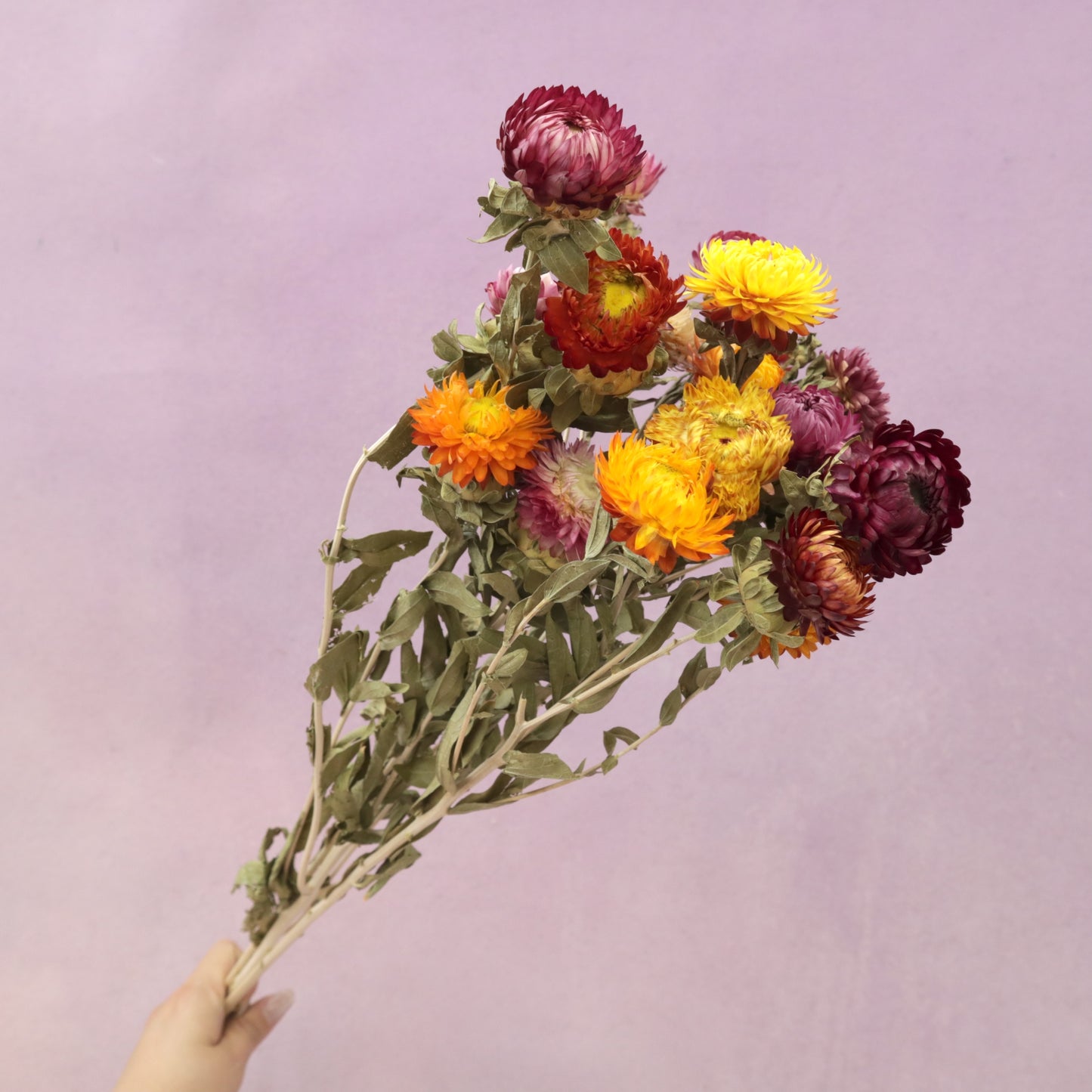 Strawflowers Mixed Red