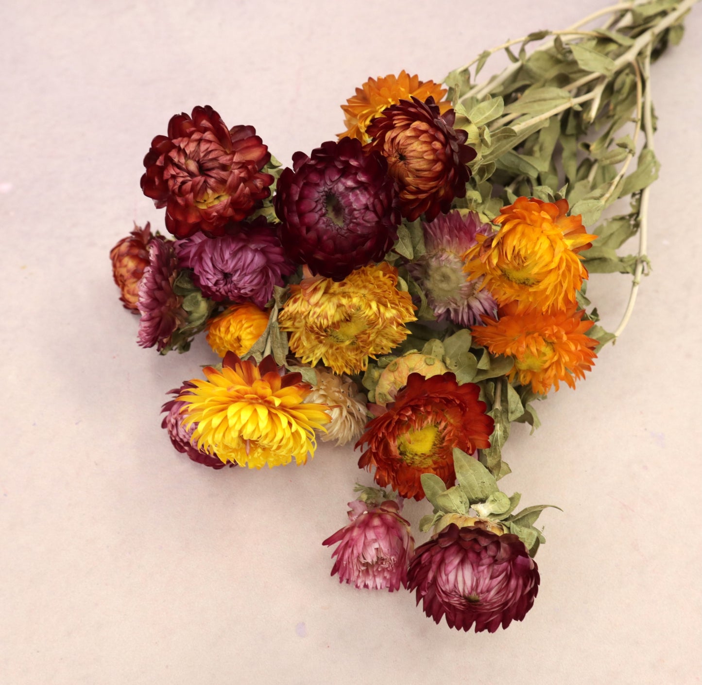 Strawflowers Mixed Red