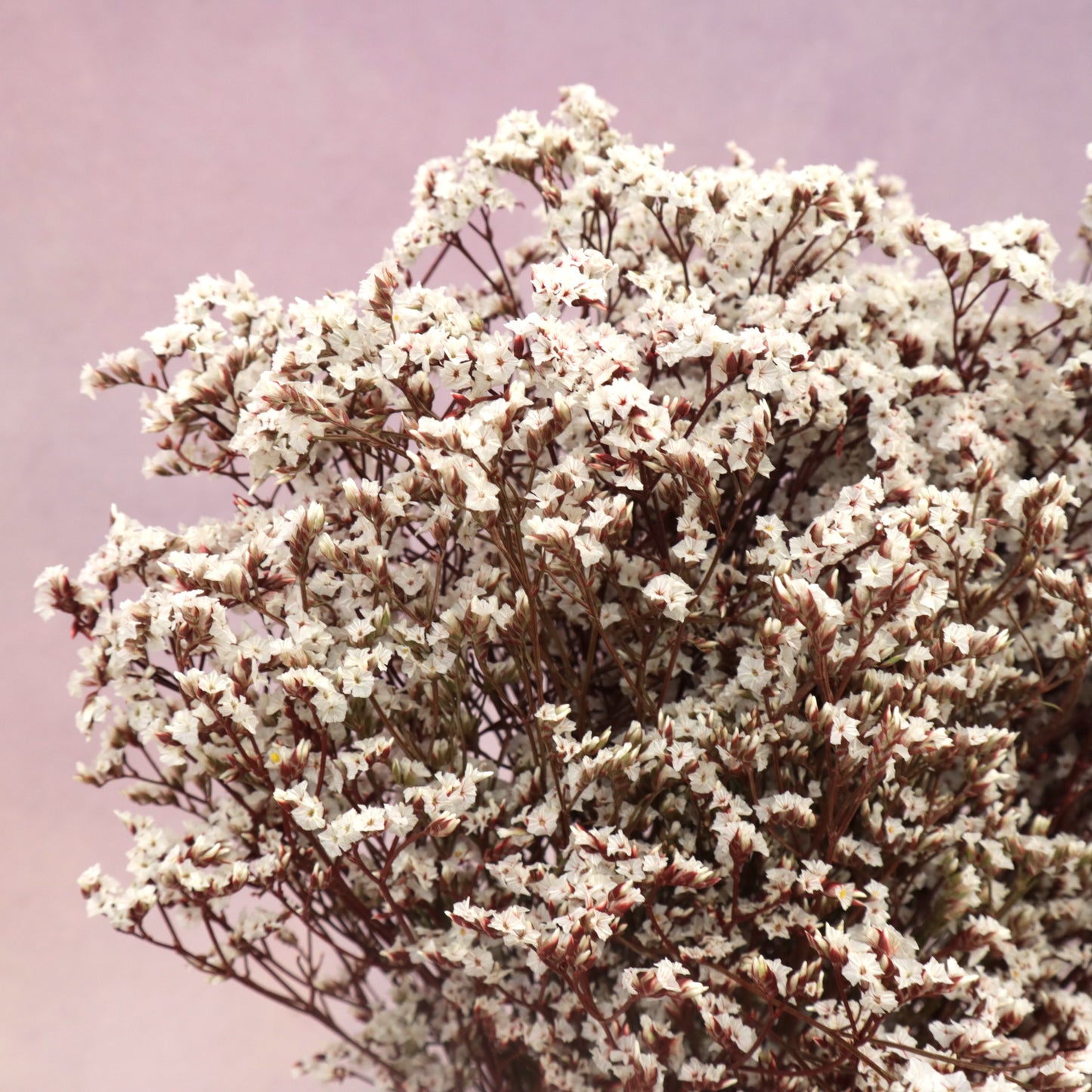 Statice Limonium Sinuatum Wine Red