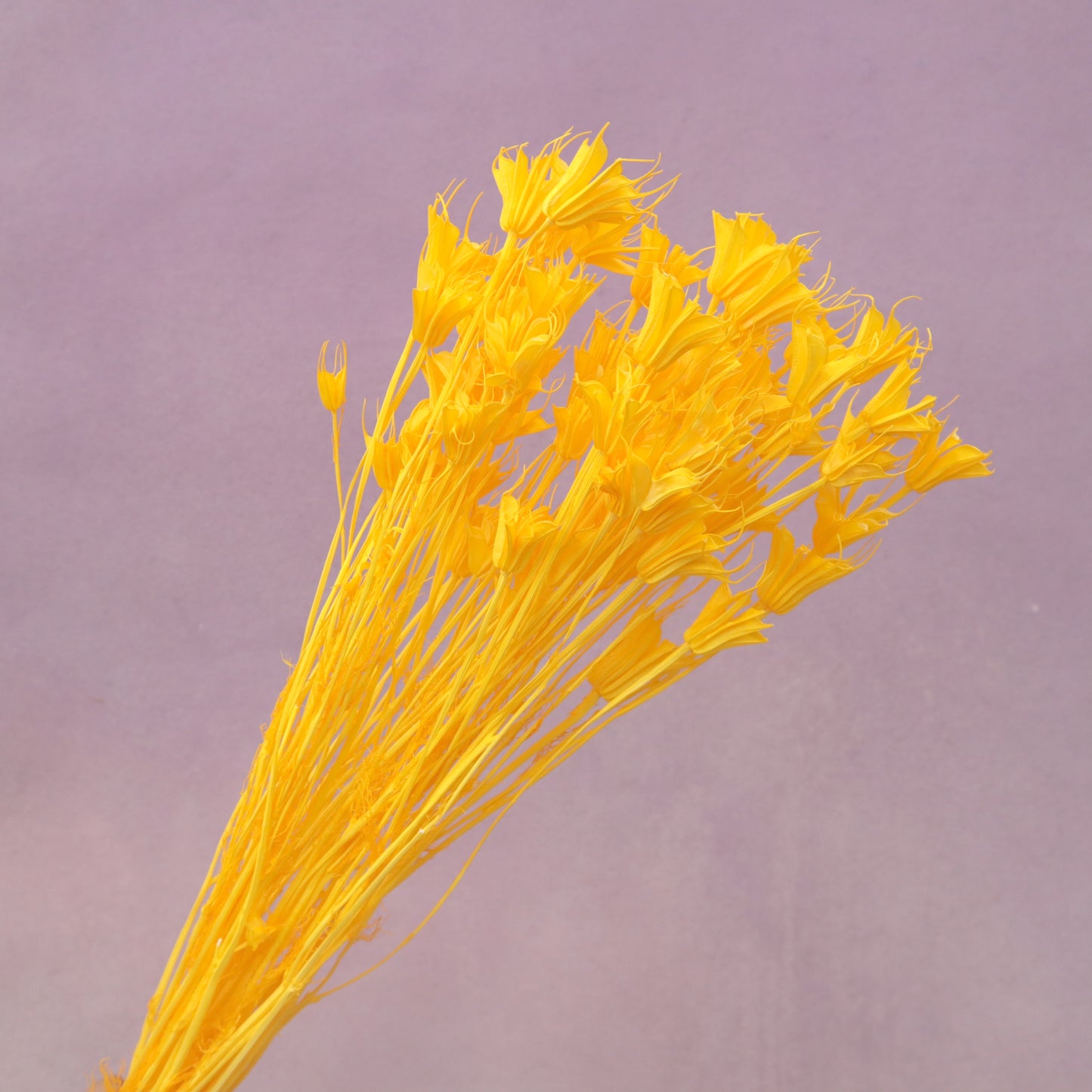 Nigella Orange