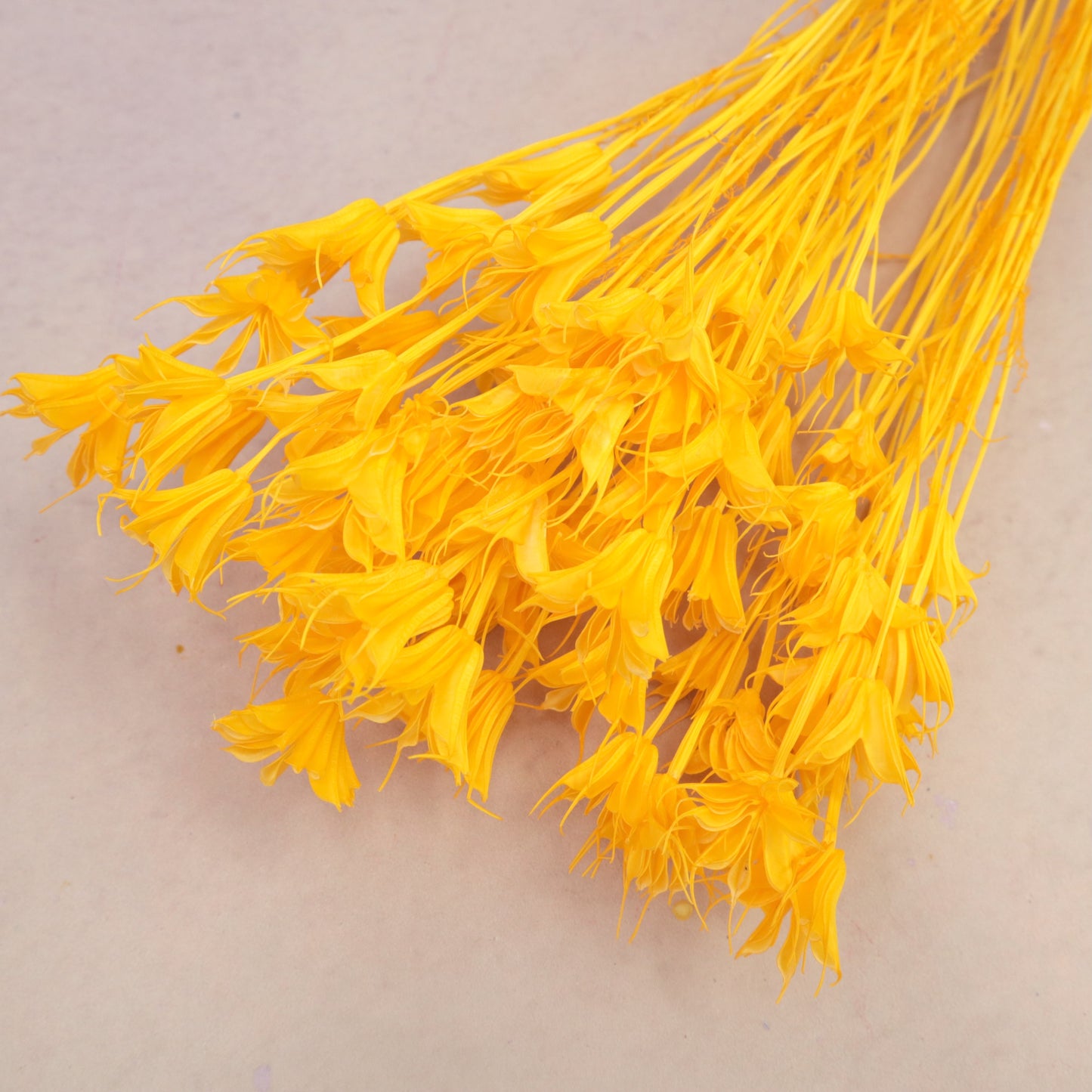Nigella Orange