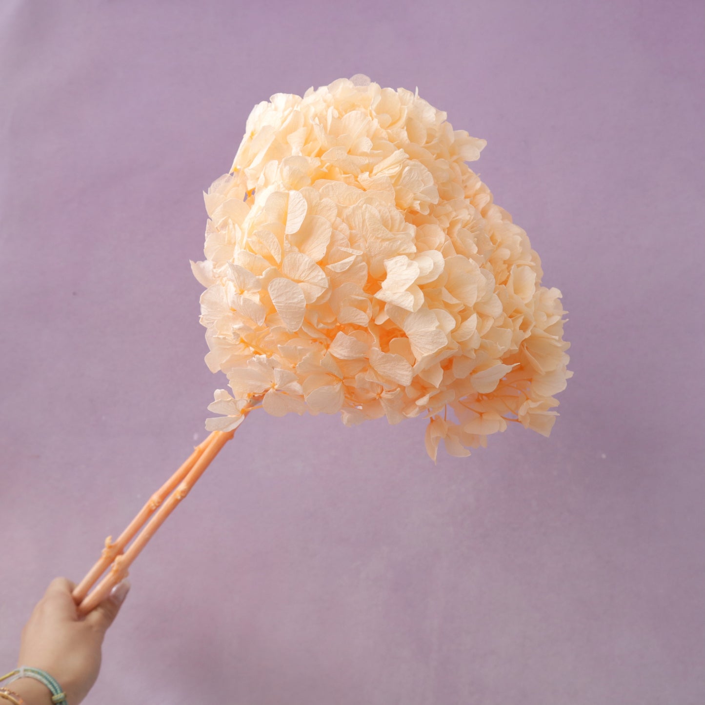Hydrangea Bigleaf Peach