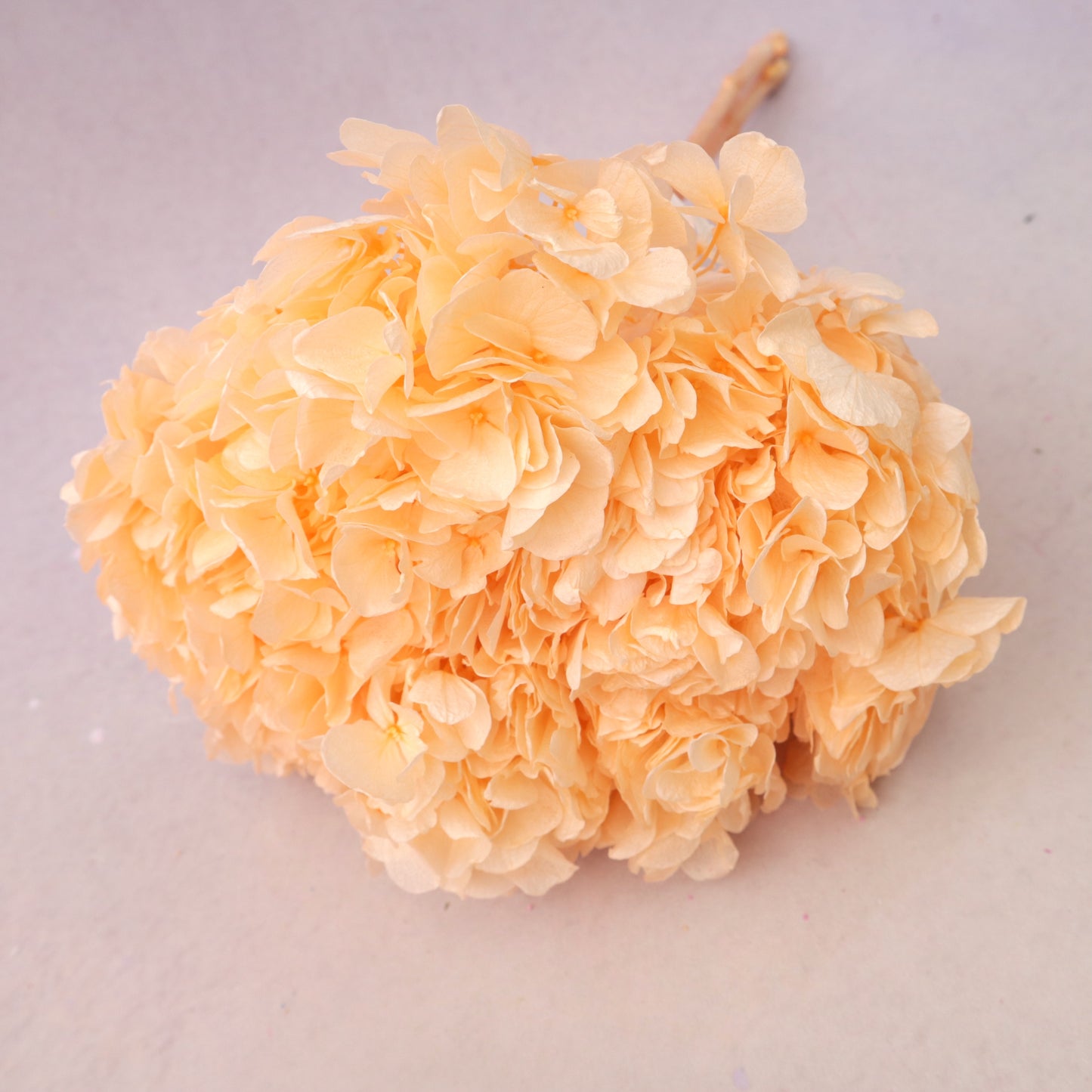Hydrangea Bigleaf Peach