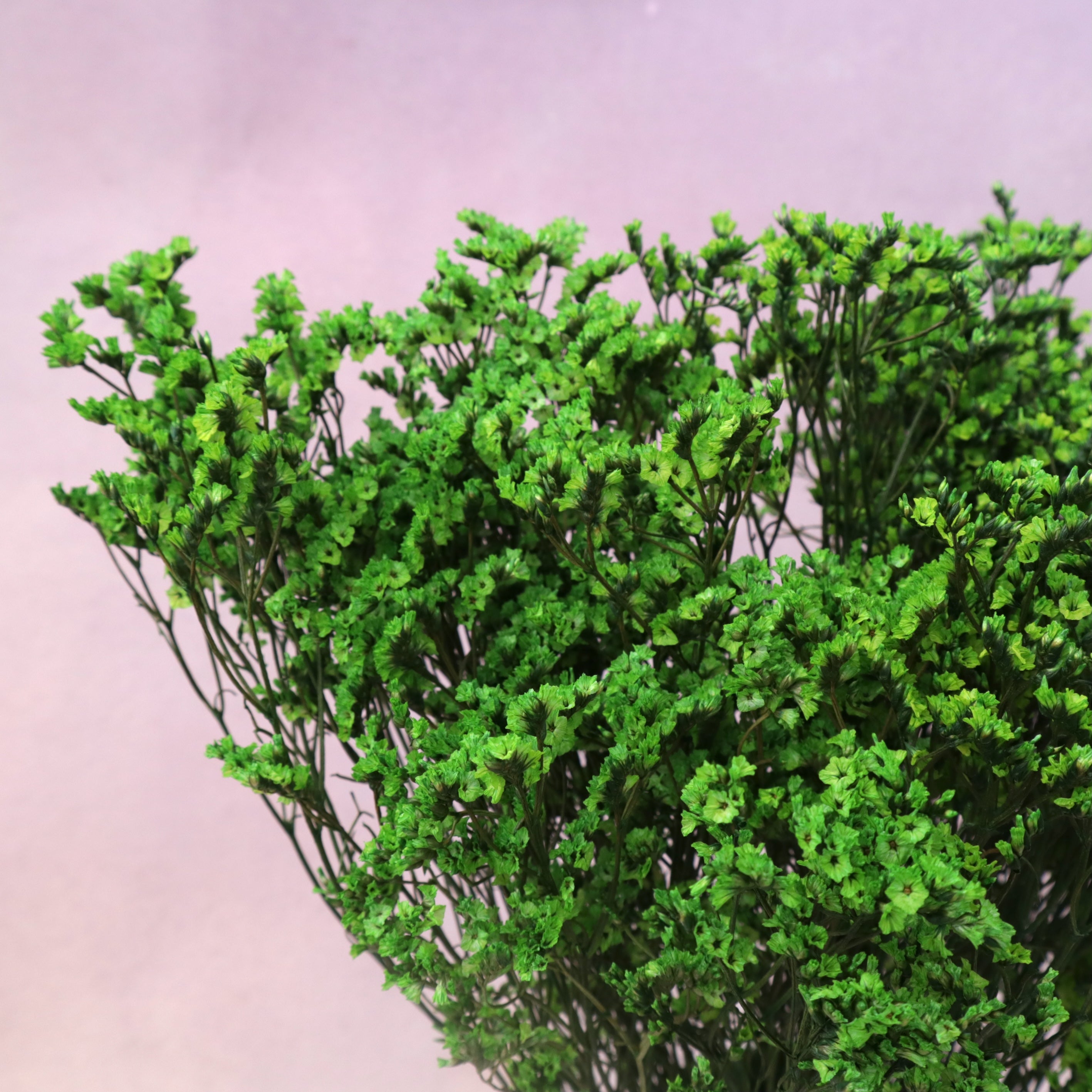 Statice Limonium Sinuatum Green