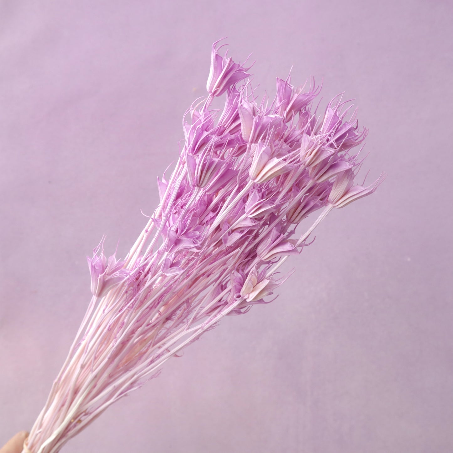 Nigella Mauve