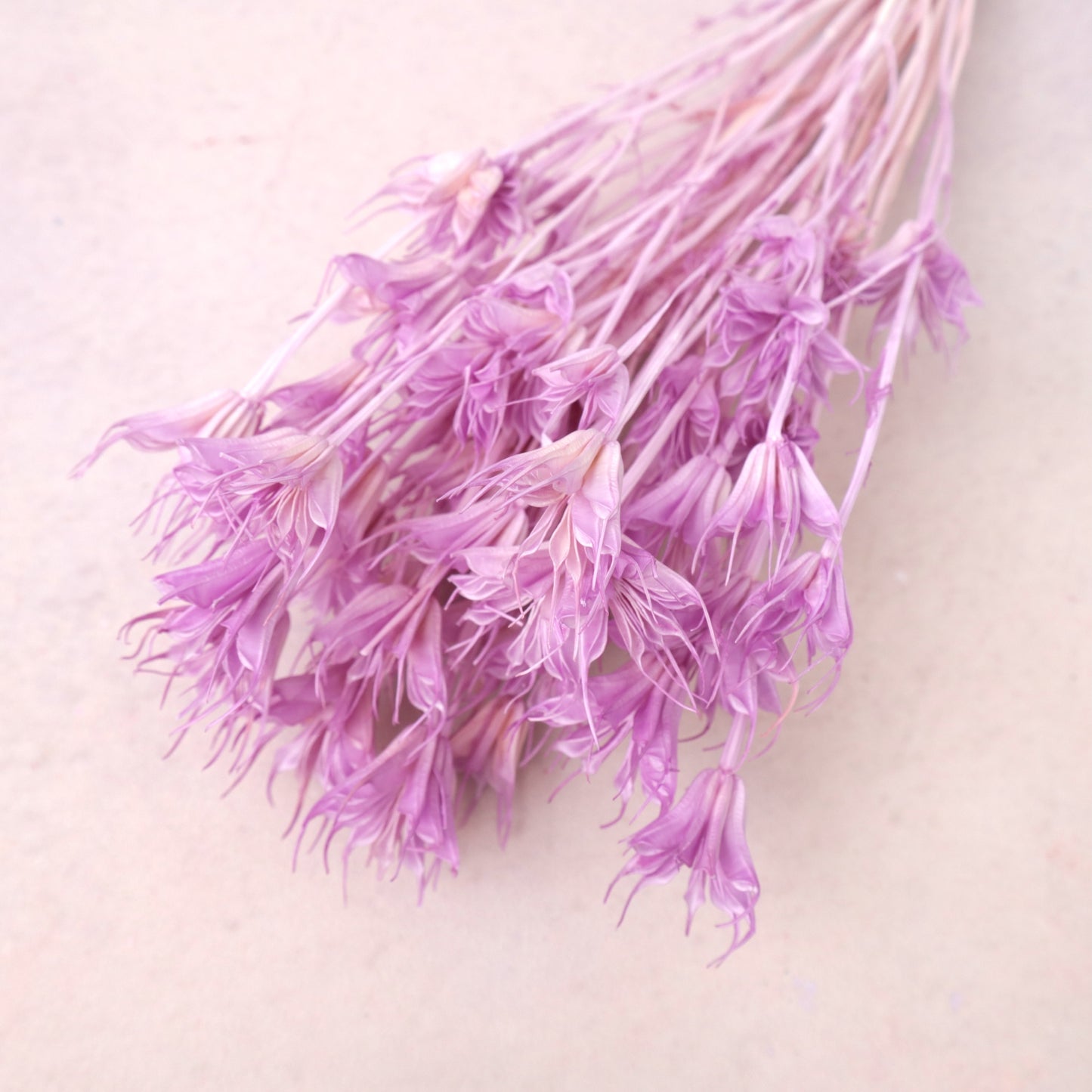 Nigella Mauve